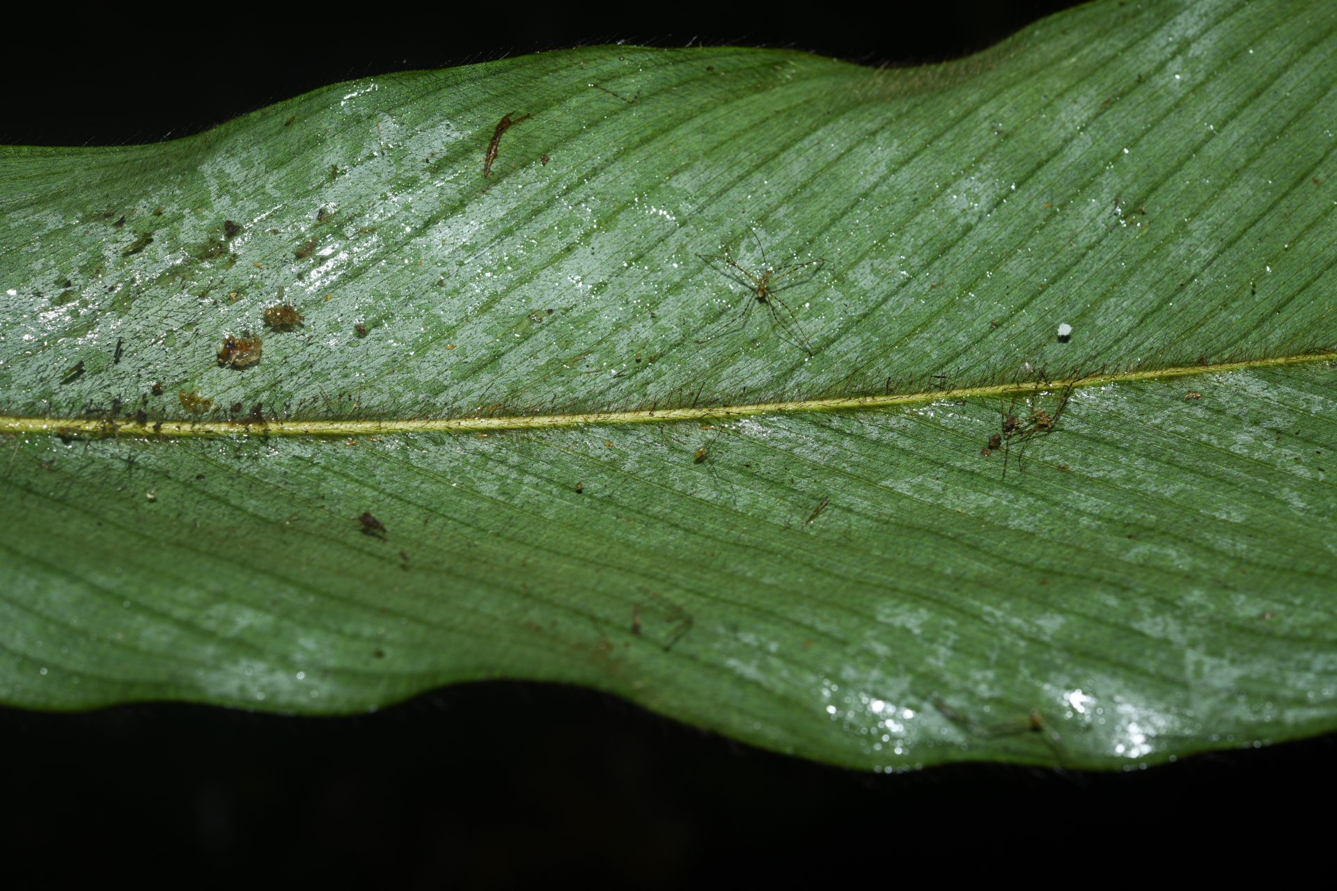 Bactris hirta var. hirta - Photo Bivouac Naturaliste