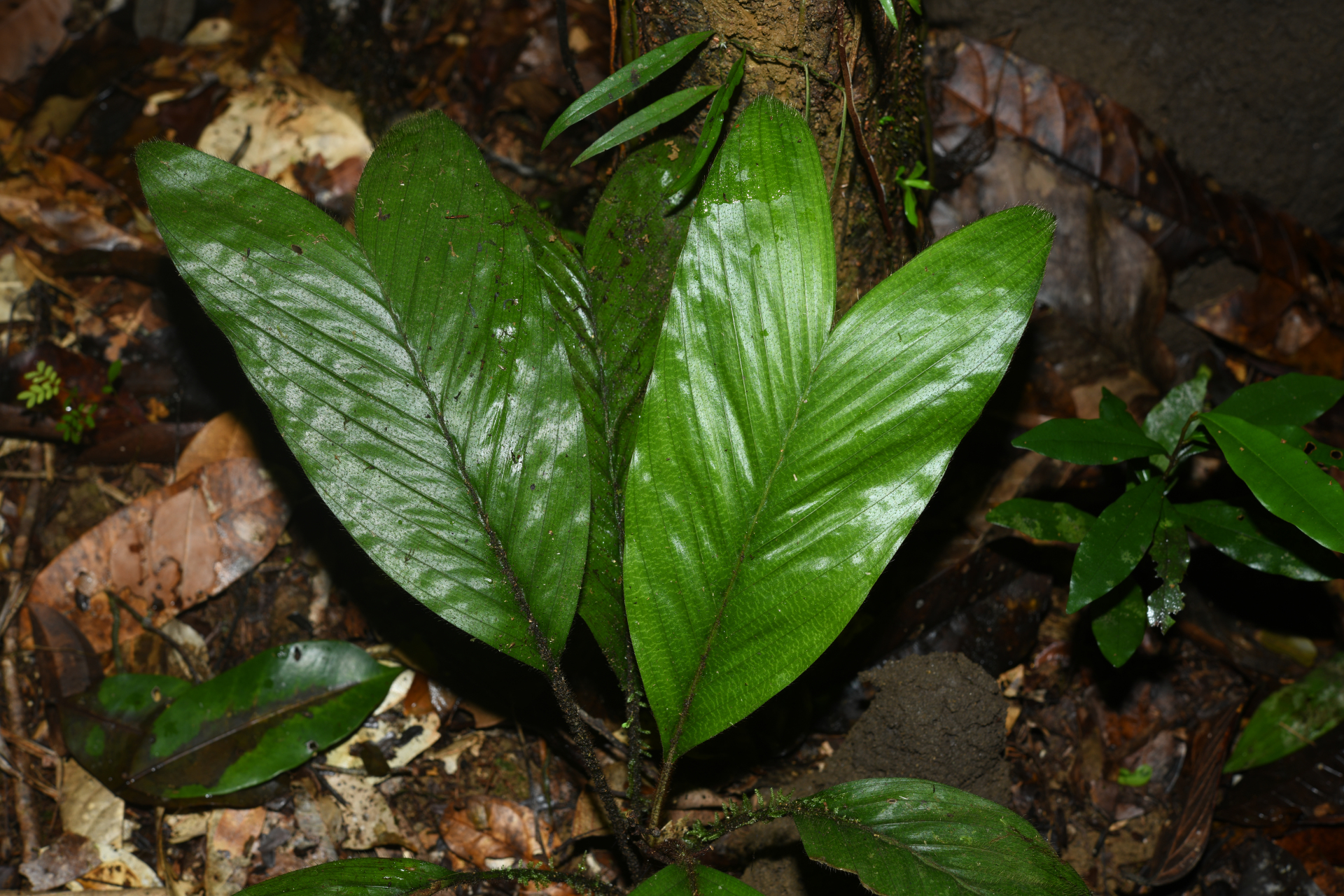 Bactris hirta var. hirta - Photo Bivouac Naturaliste