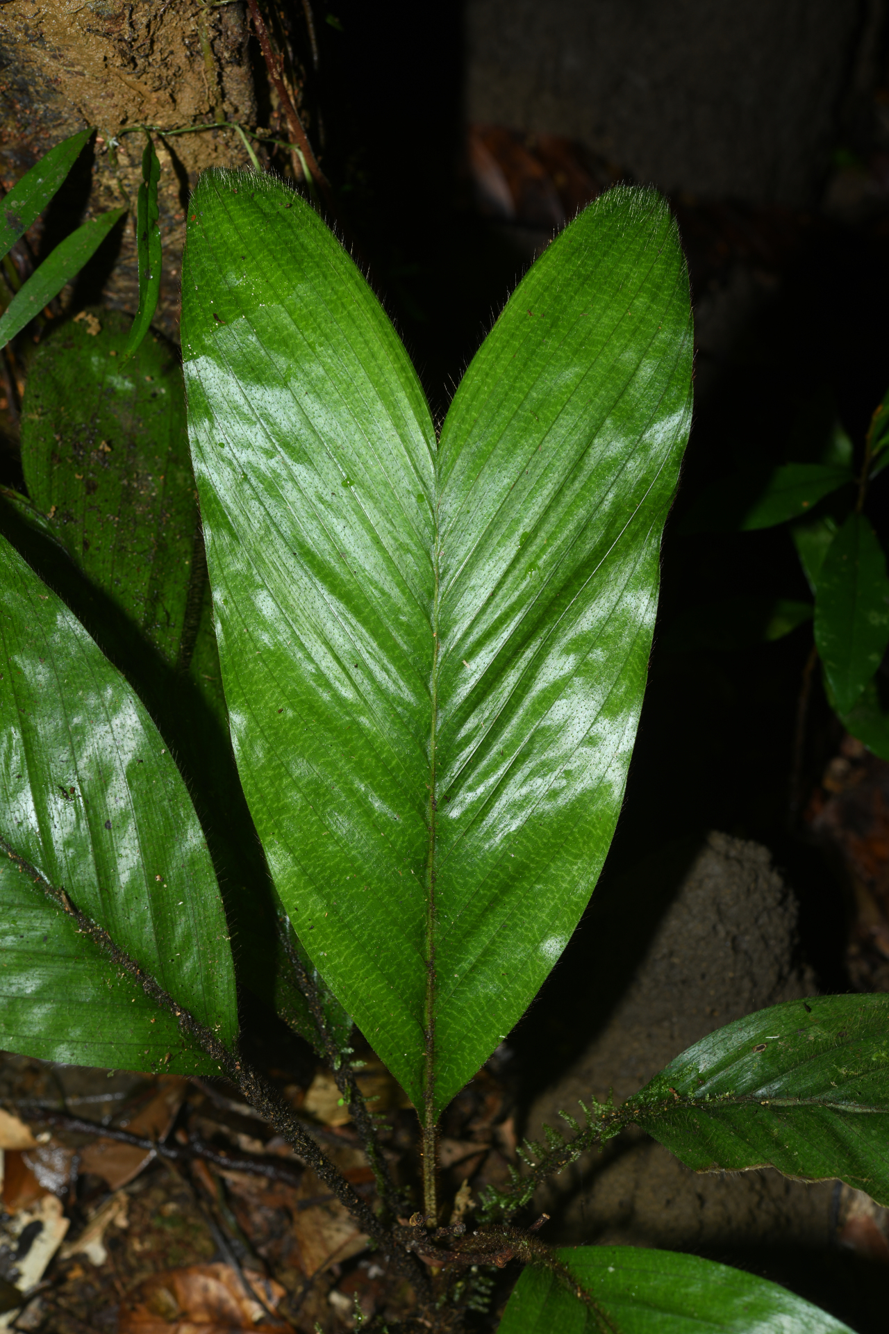 Bactris hirta var. hirta - Photo Bivouac Naturaliste