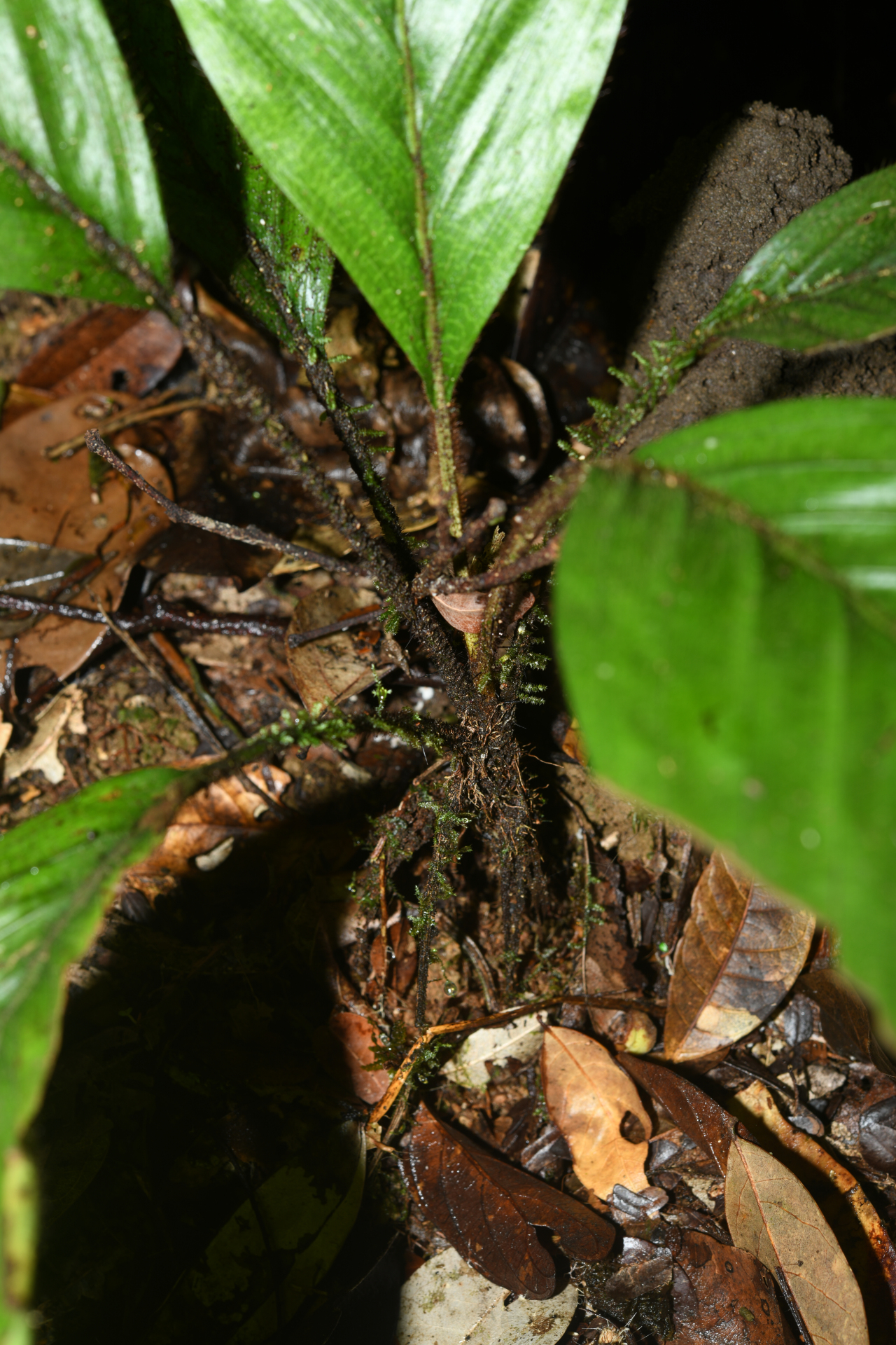 Bactris hirta var. hirta - Photo Bivouac Naturaliste