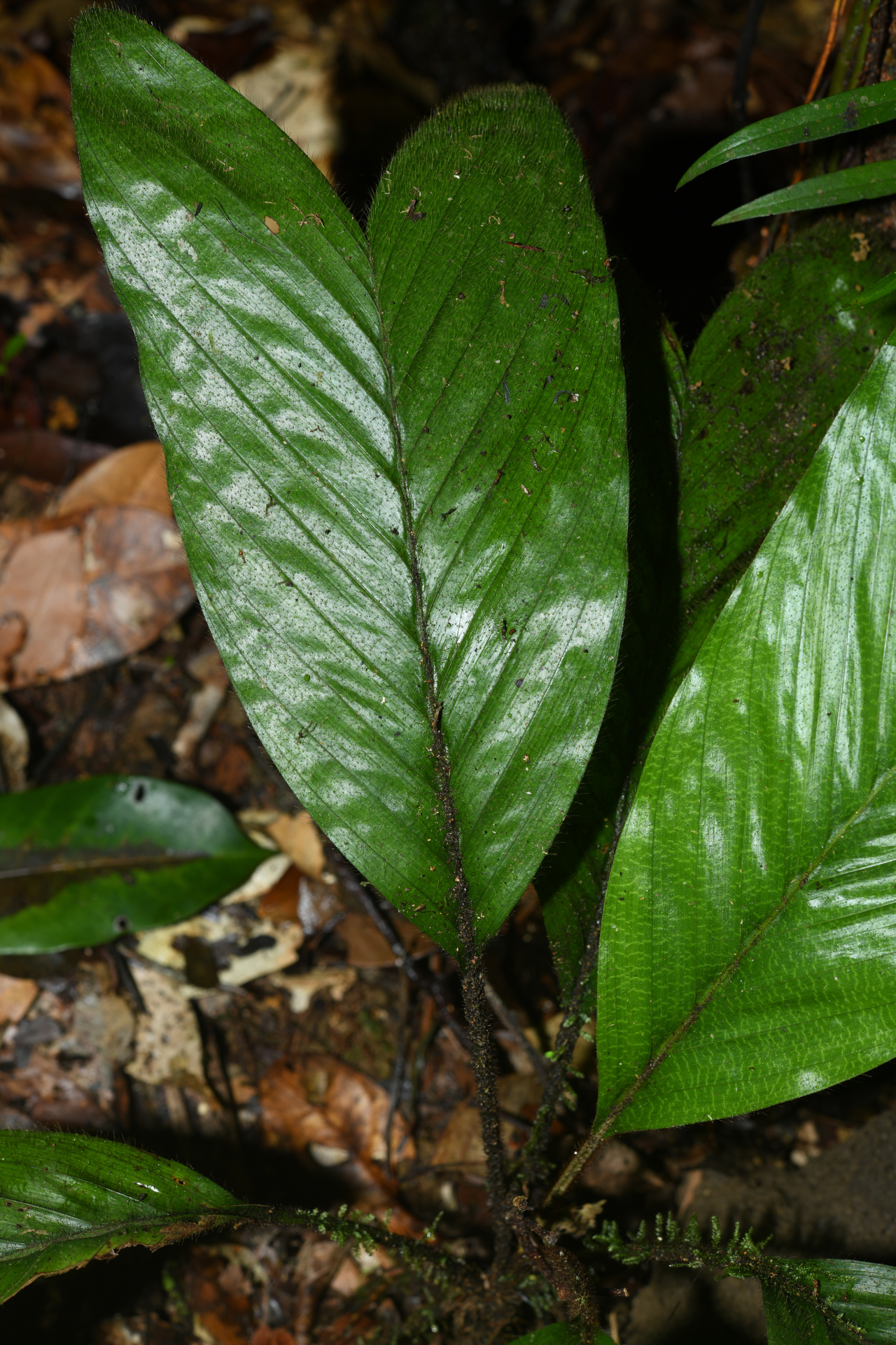 Bactris hirta var. hirta - Photo Bivouac Naturaliste