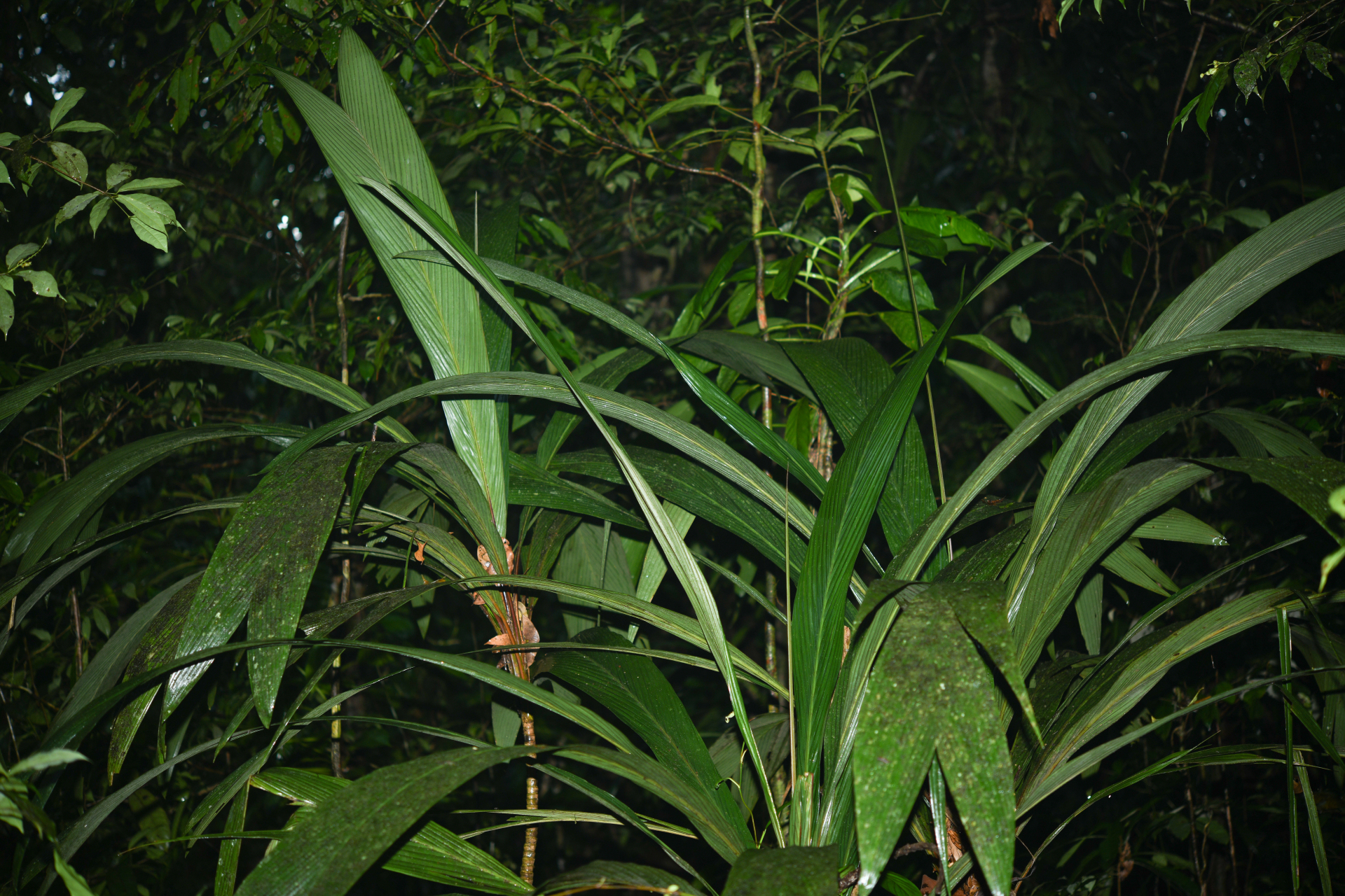 Geonoma oldemanii Granv. - Photo Bivouac Naturaliste