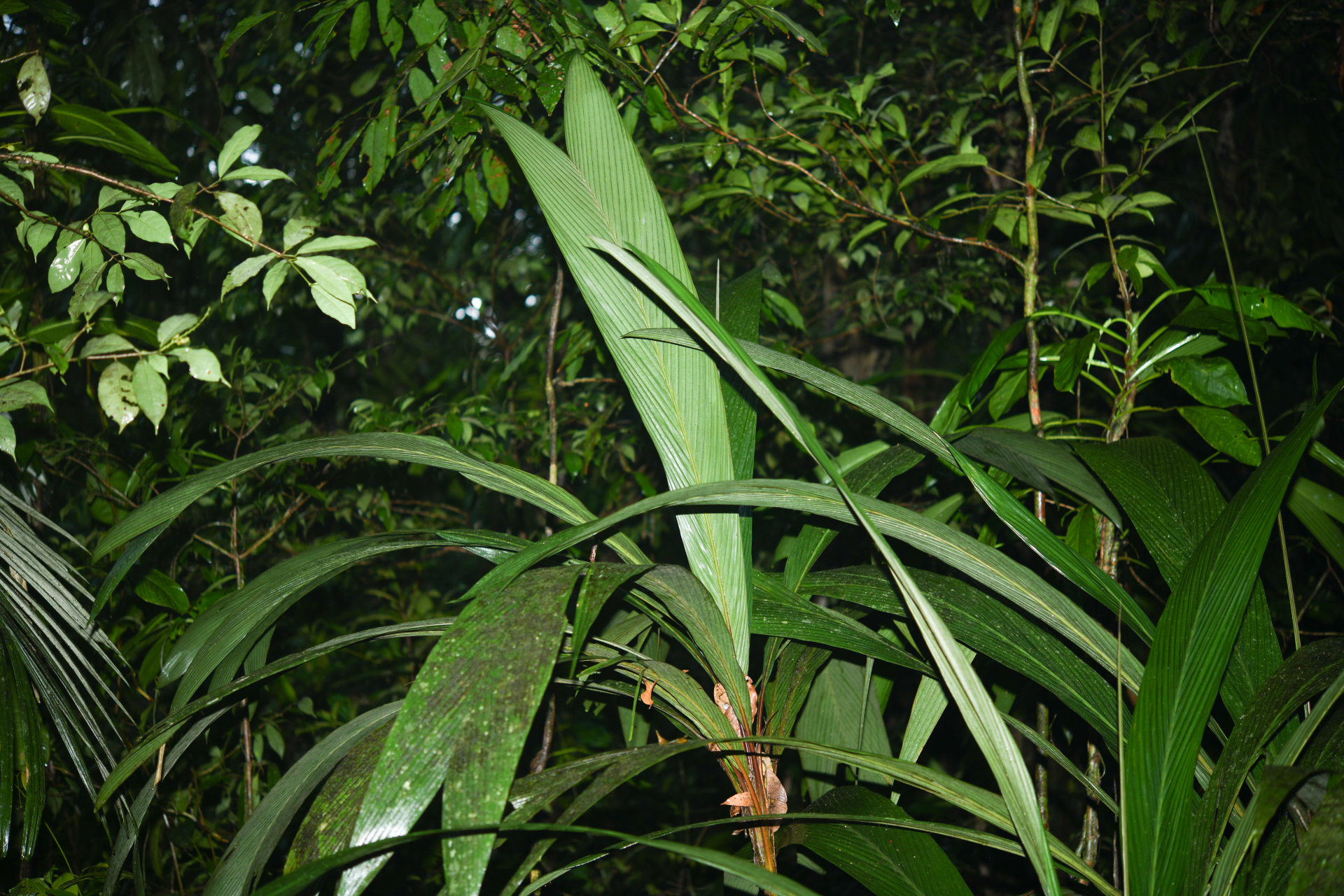 Geonoma oldemanii Granv. - Photo Bivouac Naturaliste