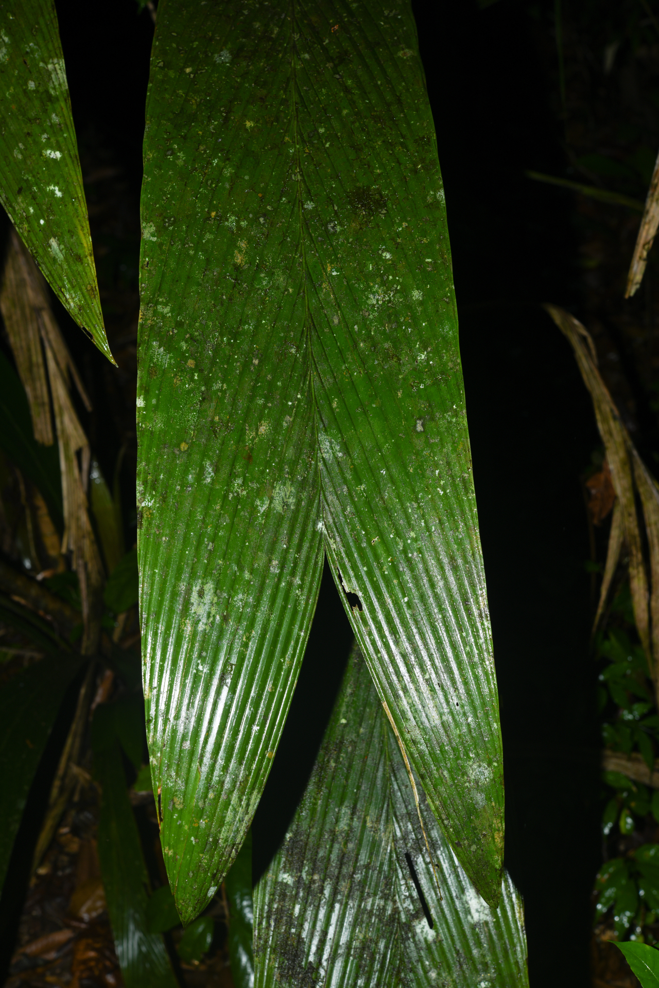 Geonoma oldemanii Granv. - Photo Bivouac Naturaliste