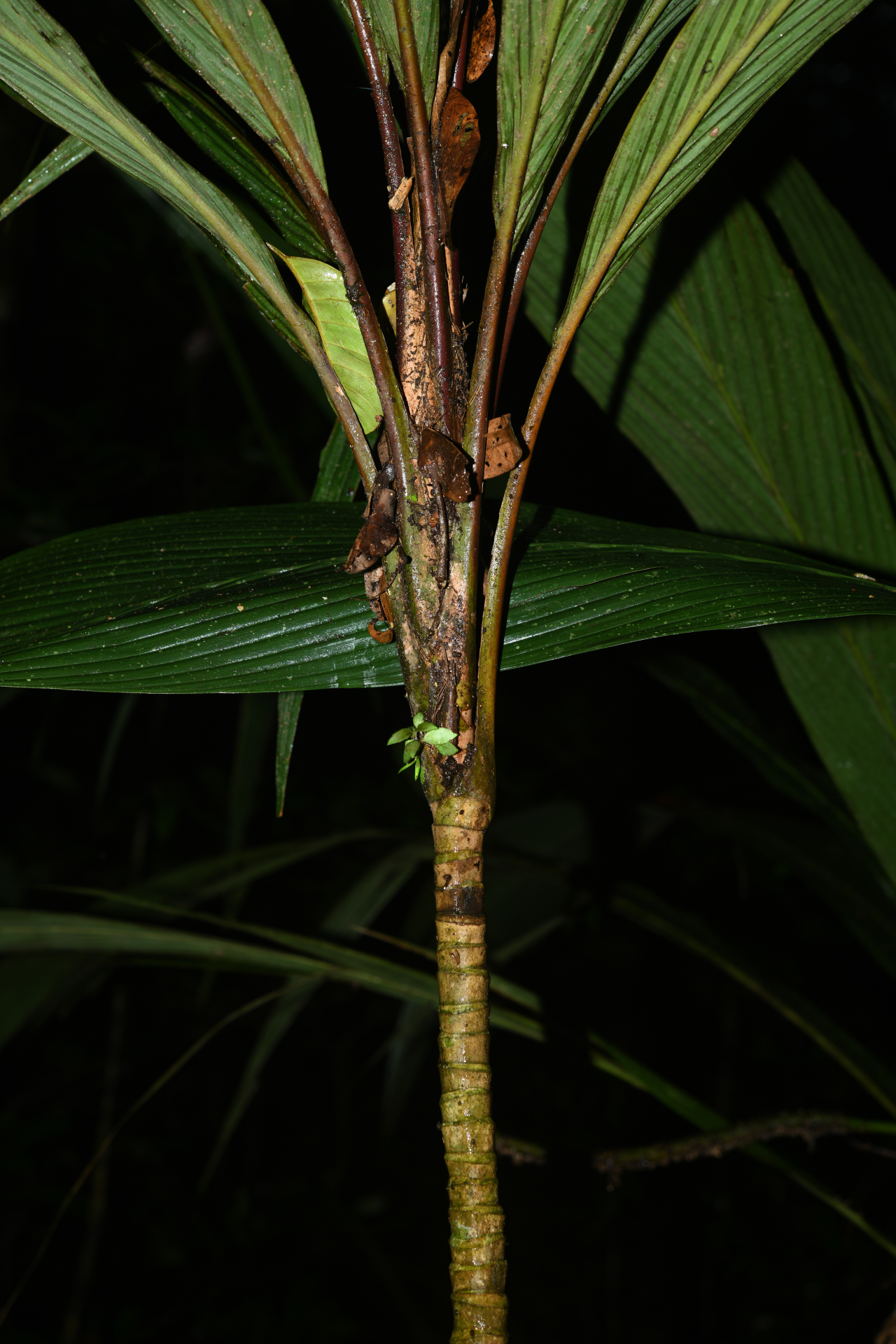 Geonoma oldemanii Granv. - Photo Bivouac Naturaliste