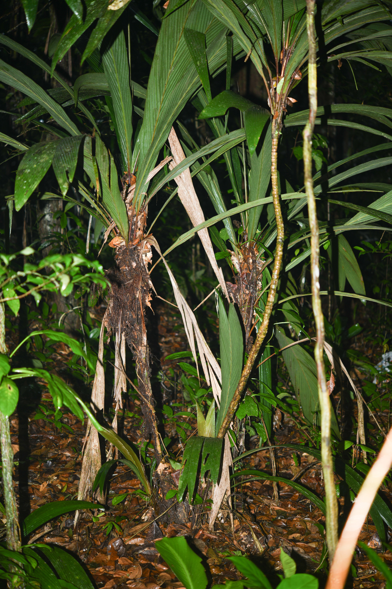 Geonoma oldemanii Granv. - Photo Bivouac Naturaliste