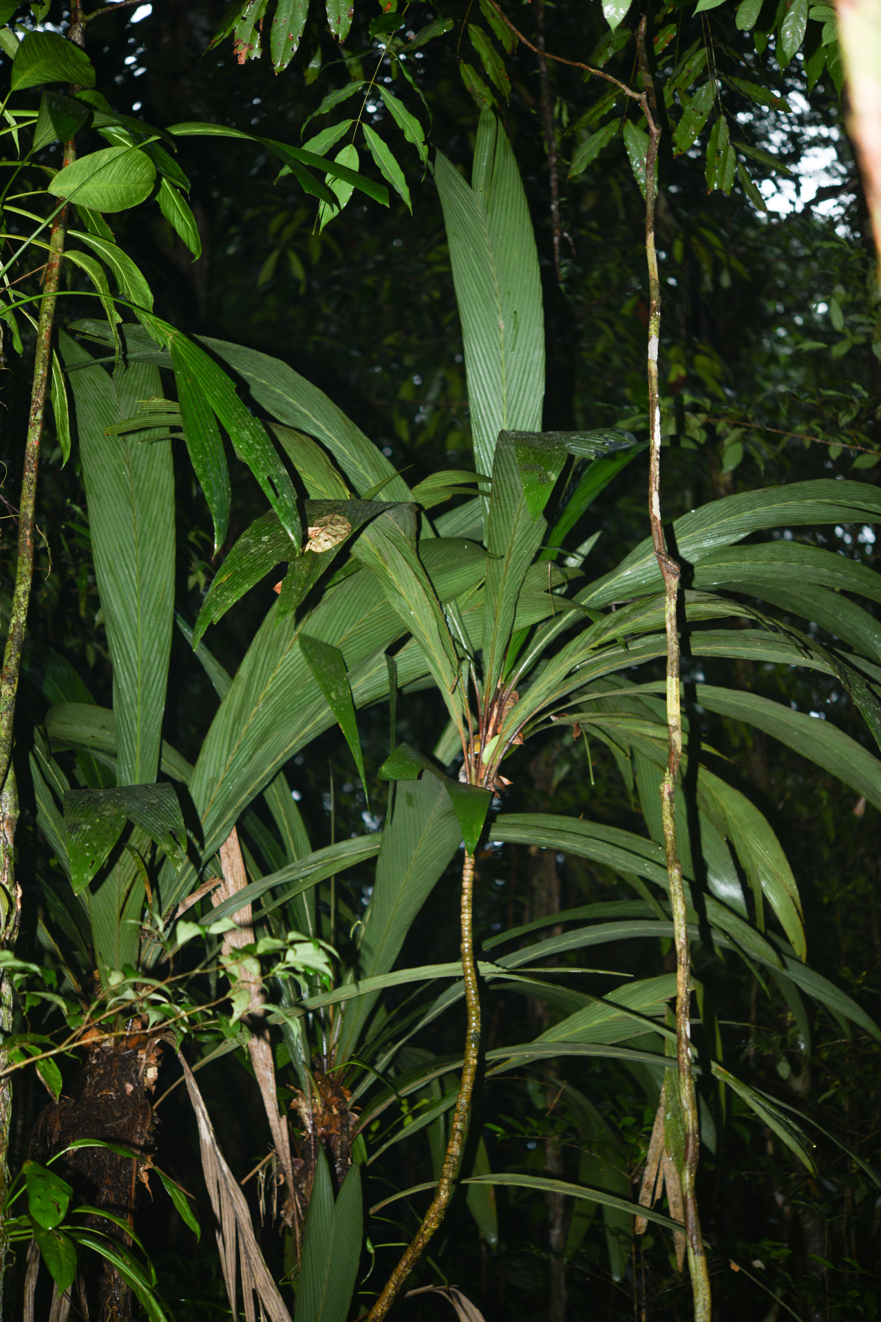 Geonoma oldemanii Granv. - Photo Bivouac Naturaliste