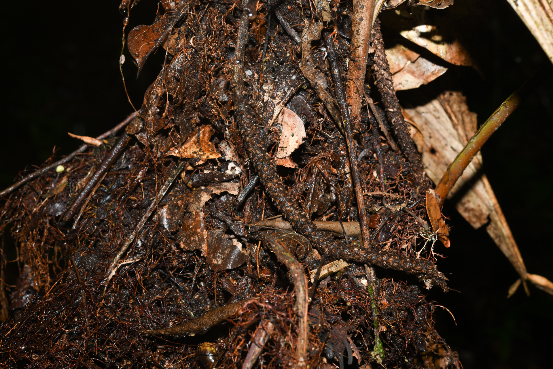 Geonoma oldemanii Granv. - Photo Bivouac Naturaliste