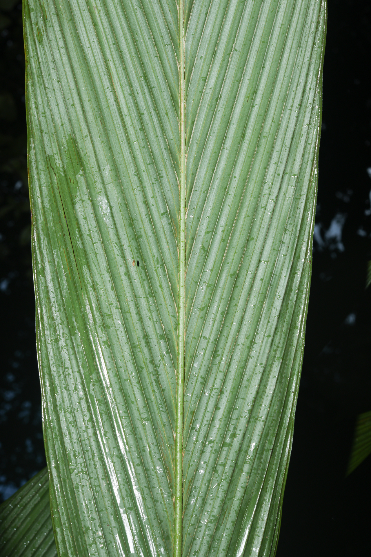 Geonoma oldemanii Granv. - Photo Bivouac Naturaliste