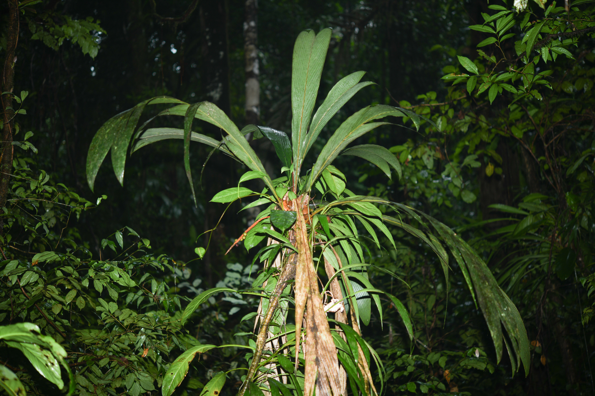 Geonoma oldemanii Granv. - Photo Bivouac Naturaliste
