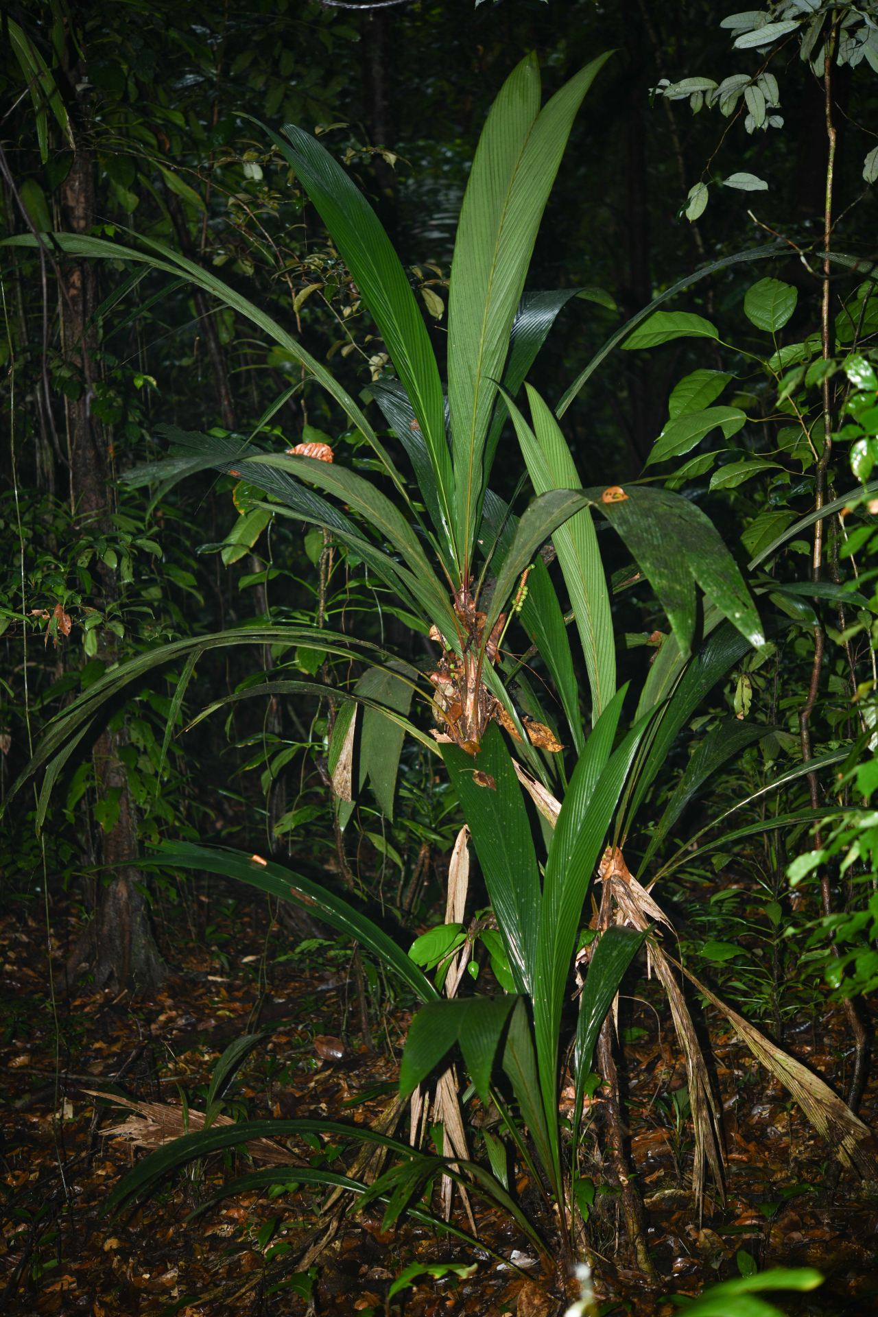 Geonoma oldemanii Granv. - Photo Bivouac Naturaliste