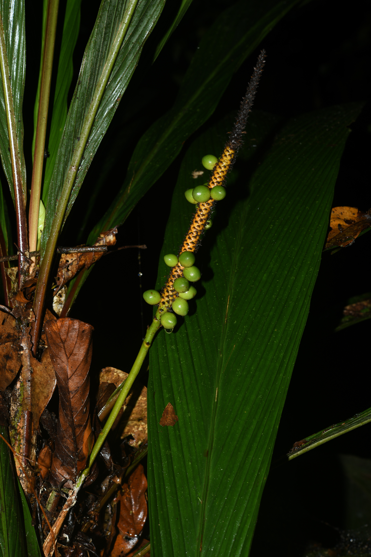 Geonoma oldemanii Granv. - Photo Bivouac Naturaliste