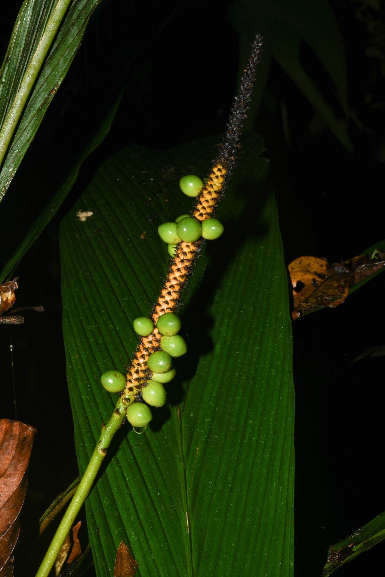 Geonoma oldemanii Granv. - Photo Bivouac Naturaliste