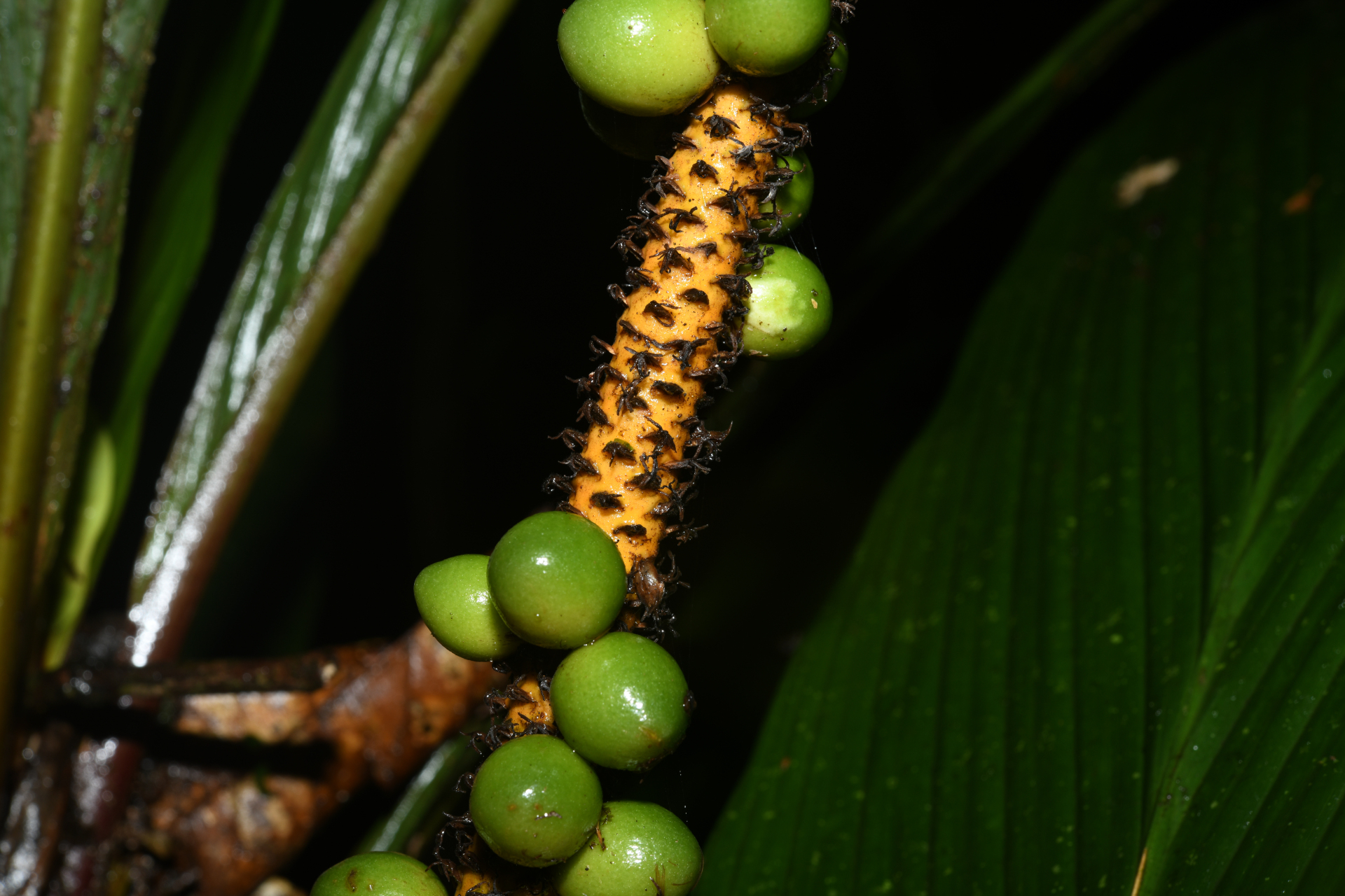 Geonoma oldemanii Granv. - Photo Bivouac Naturaliste