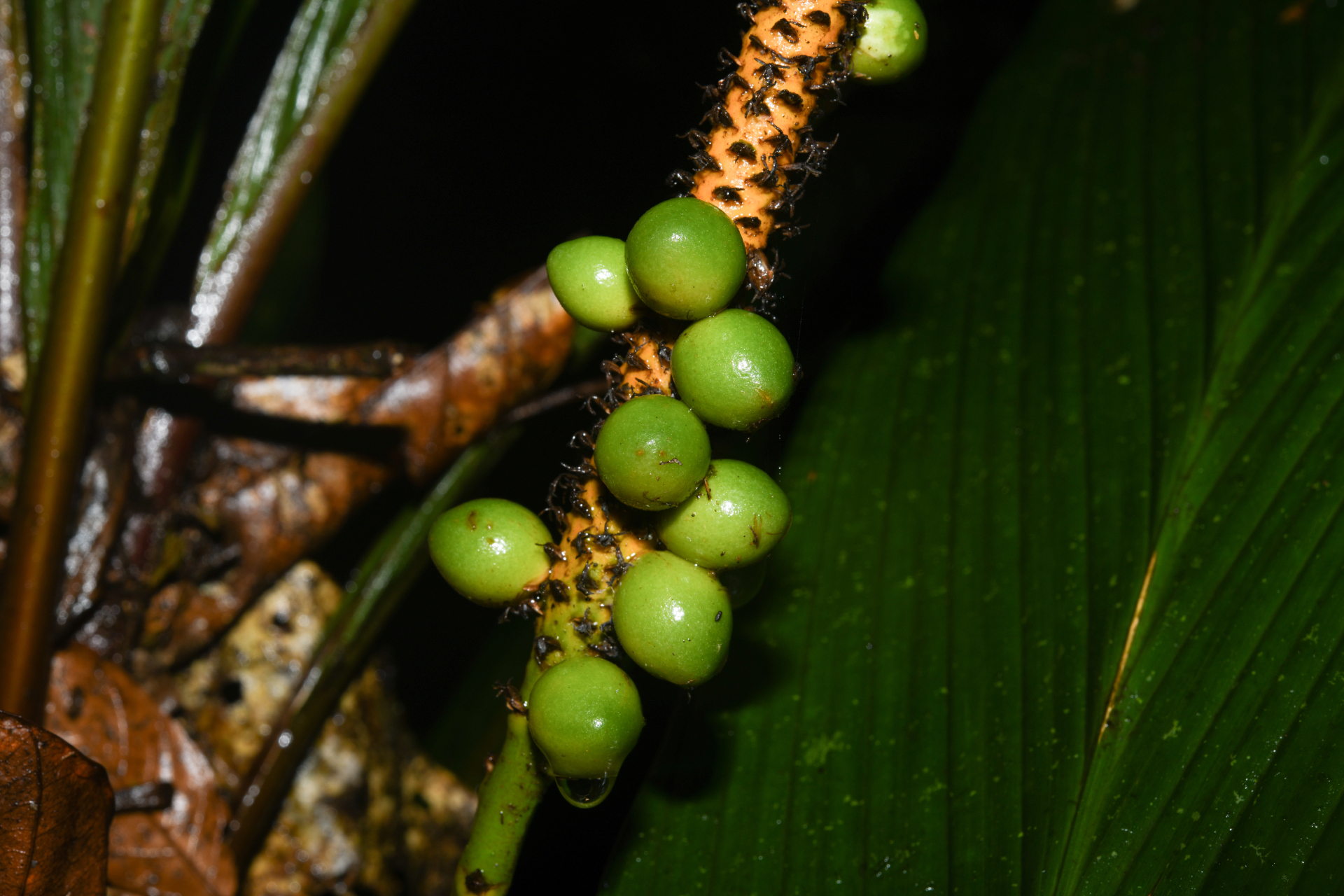 Geonoma oldemanii Granv. - Photo Bivouac Naturaliste