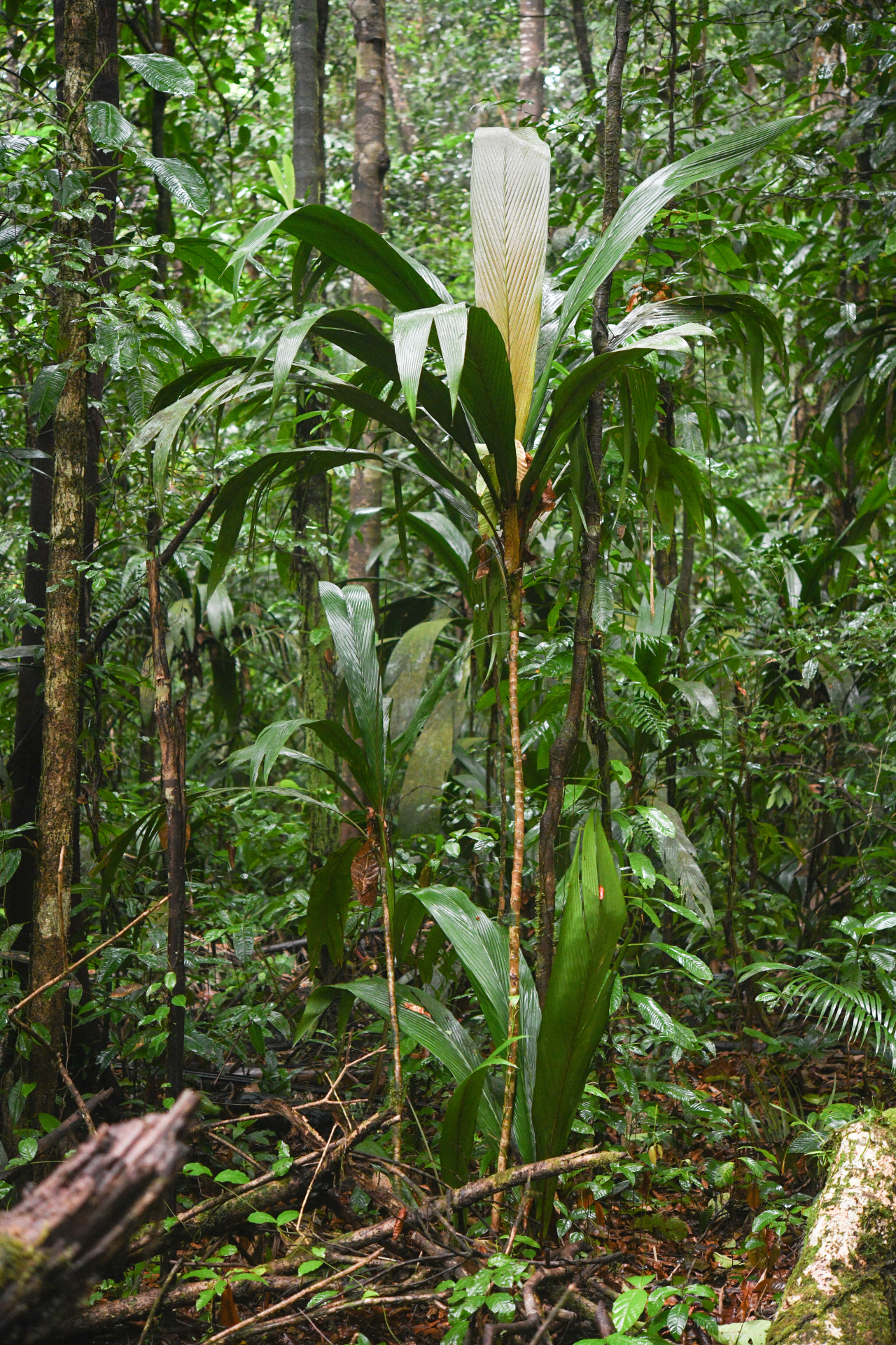 Geonoma oldemanii Granv. - Photo Bivouac Naturaliste