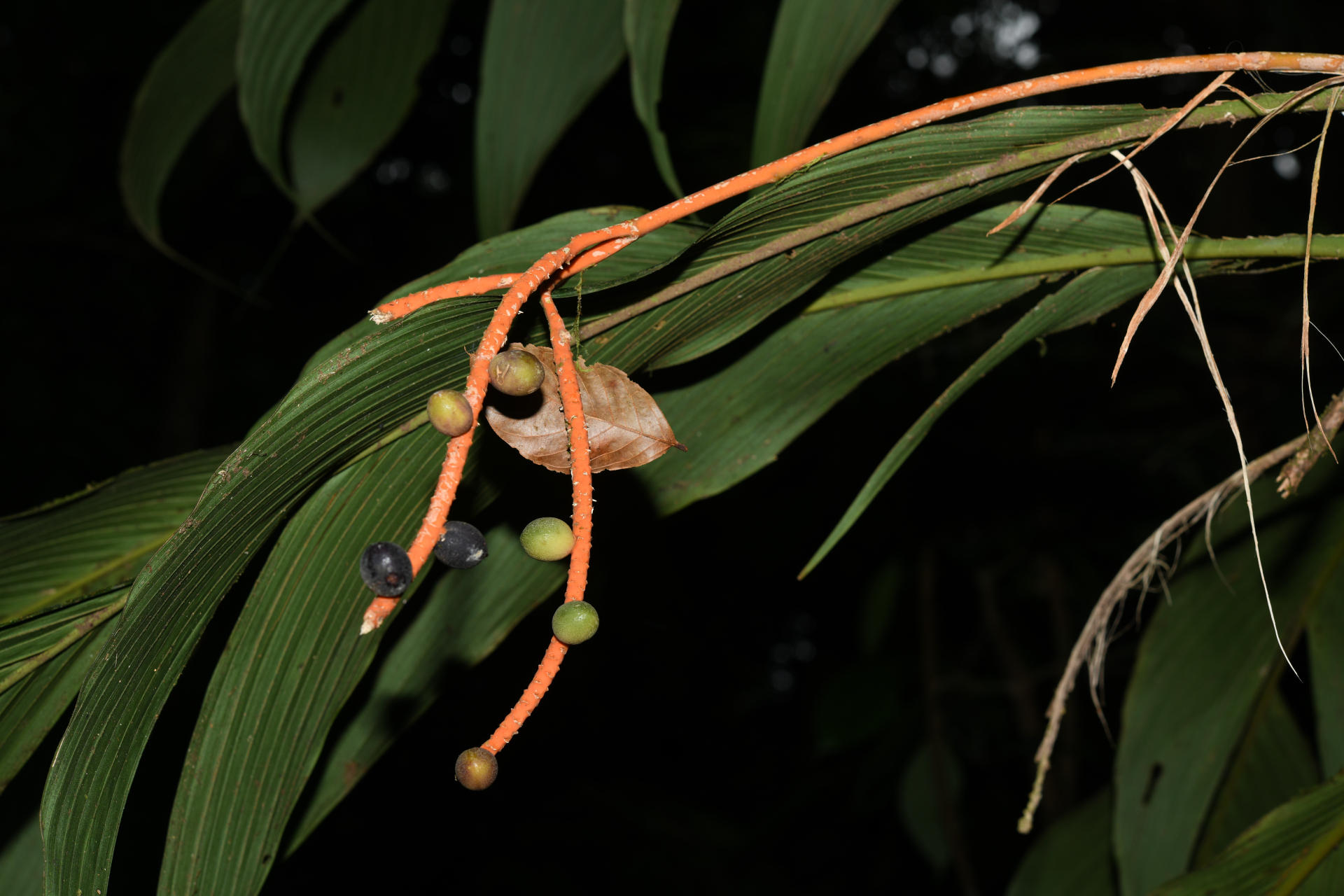 Geonoma umbraculiformis Wess.Boer - Photo Bivouac Naturaliste