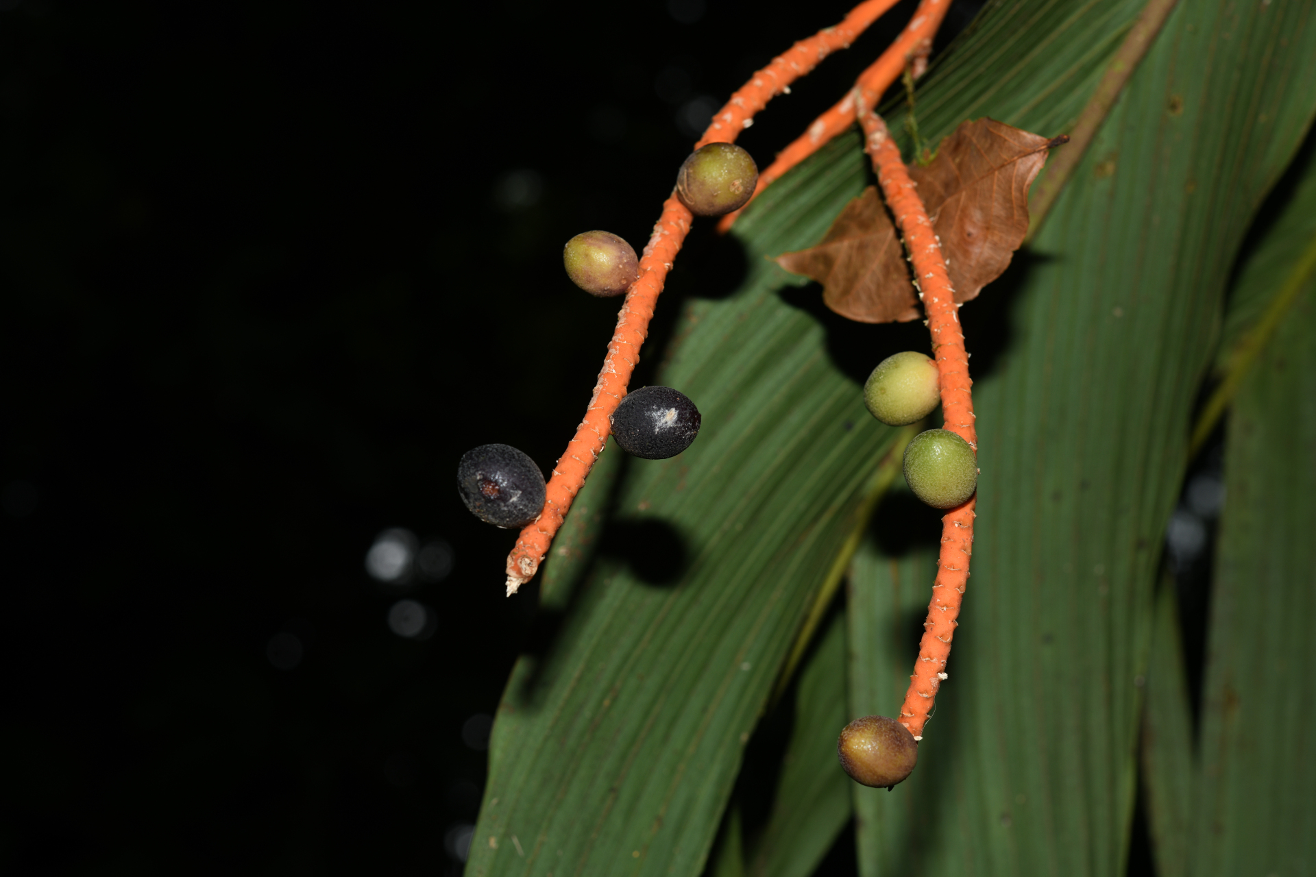 Geonoma umbraculiformis Wess.Boer - Photo Bivouac Naturaliste