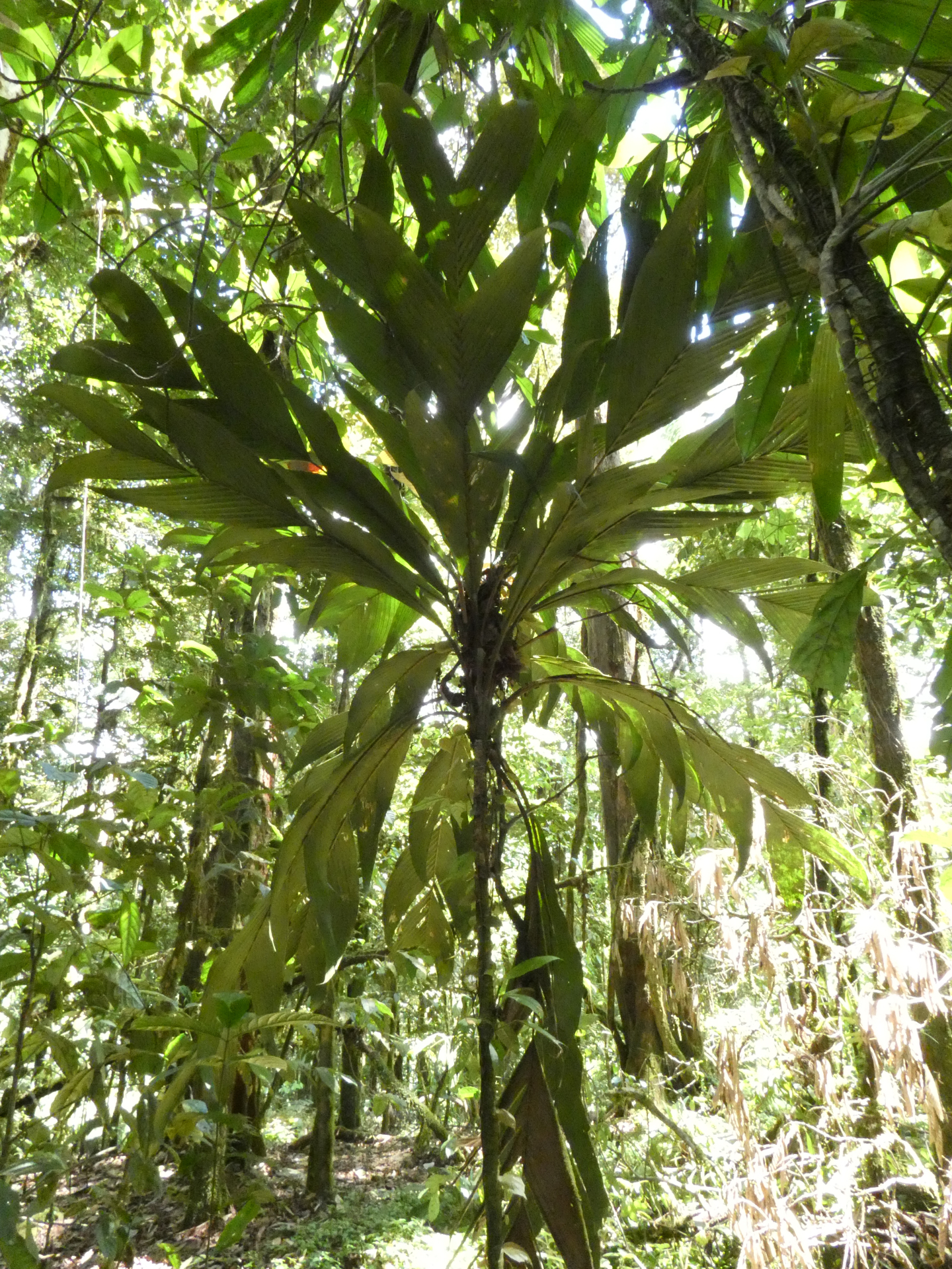 Geonoma umbraculiformis Wess.Boer - Photo Bivouac Naturaliste