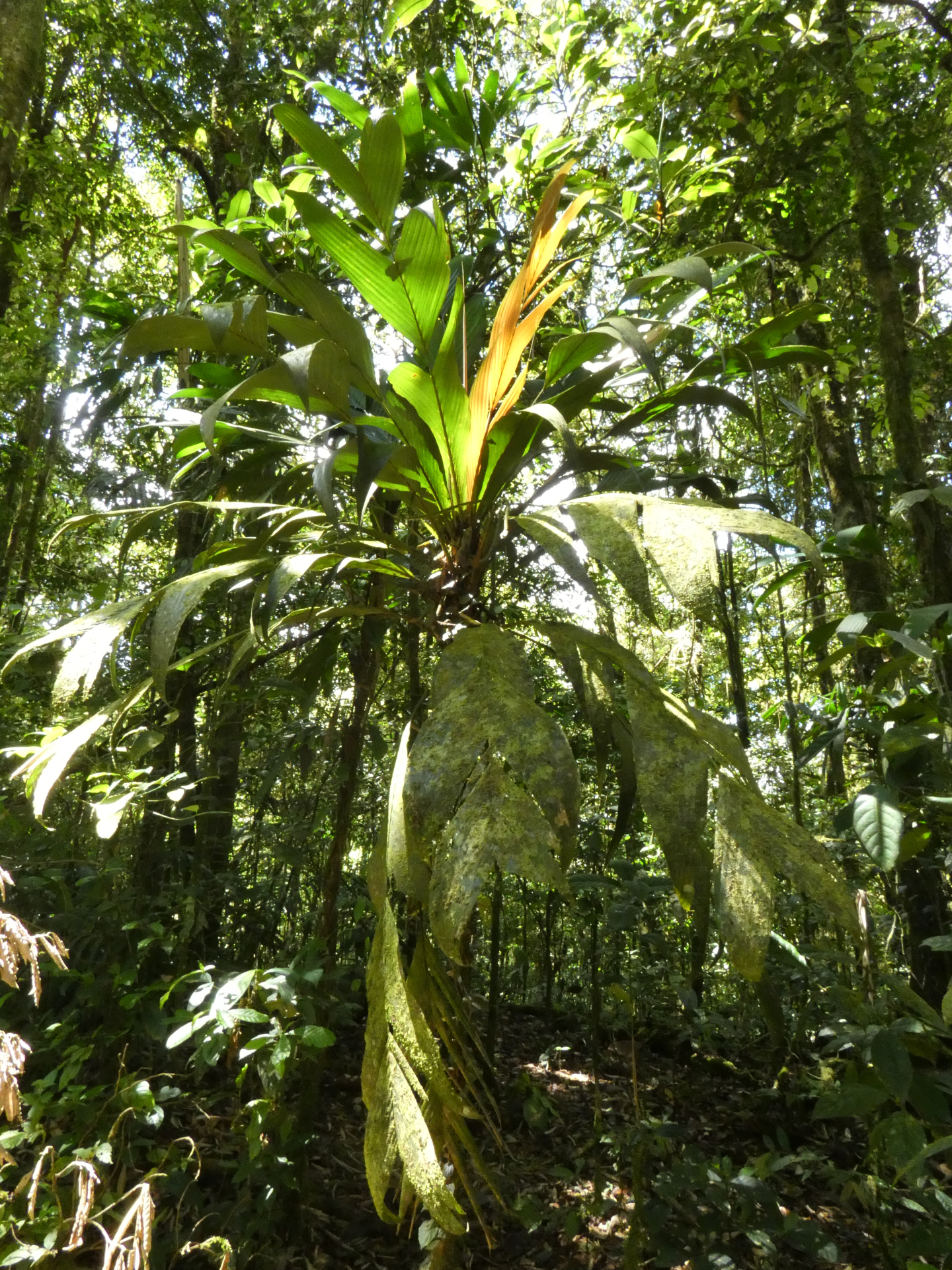 Geonoma umbraculiformis Wess.Boer - Photo Bivouac Naturaliste
