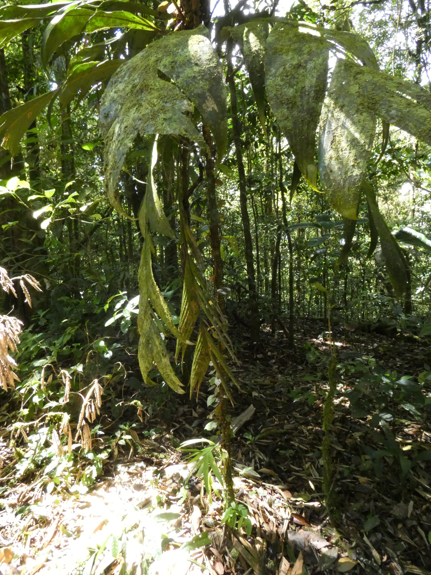Geonoma umbraculiformis Wess.Boer - Photo Bivouac Naturaliste