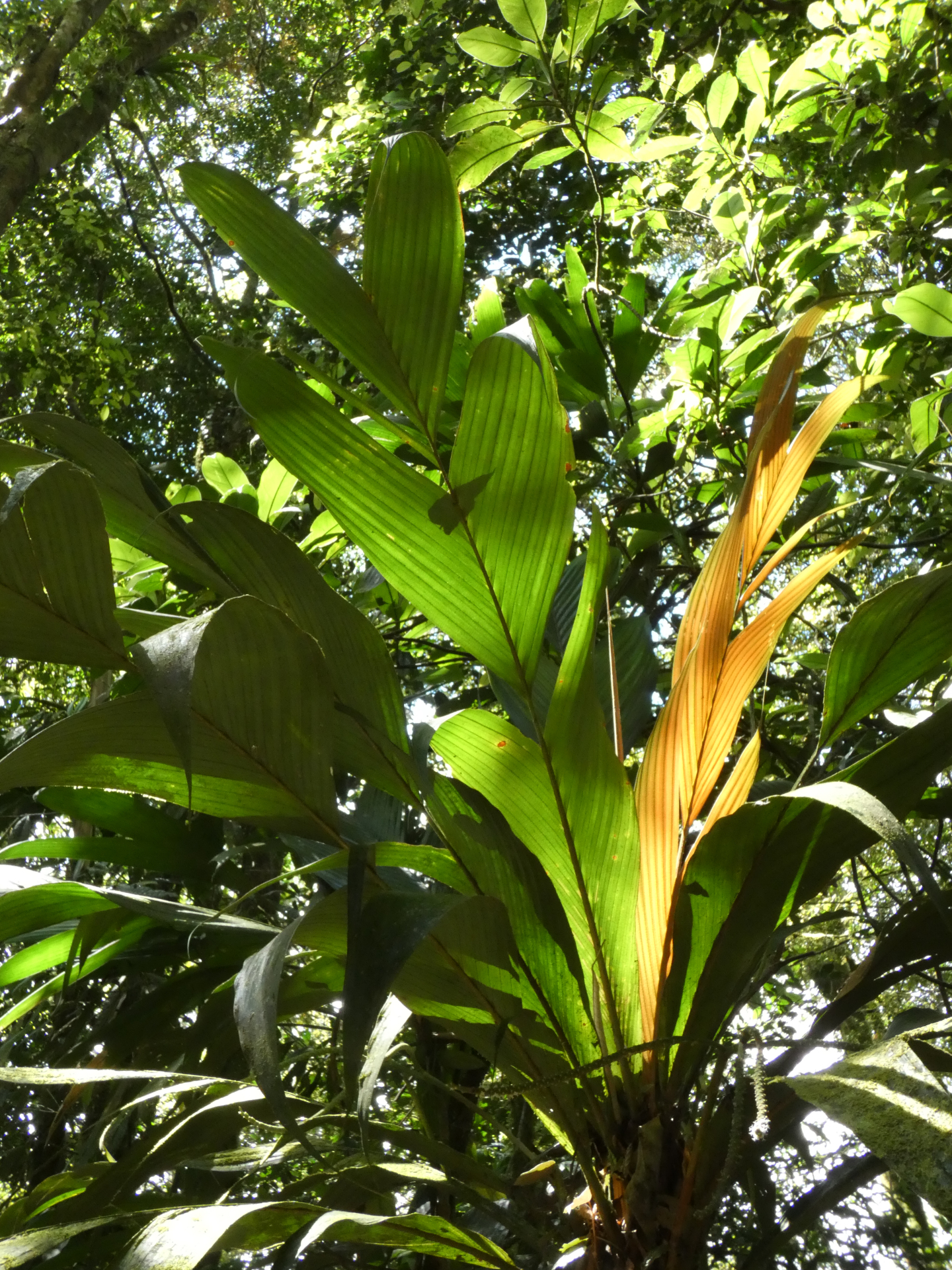 Geonoma umbraculiformis Wess.Boer - Photo Bivouac Naturaliste