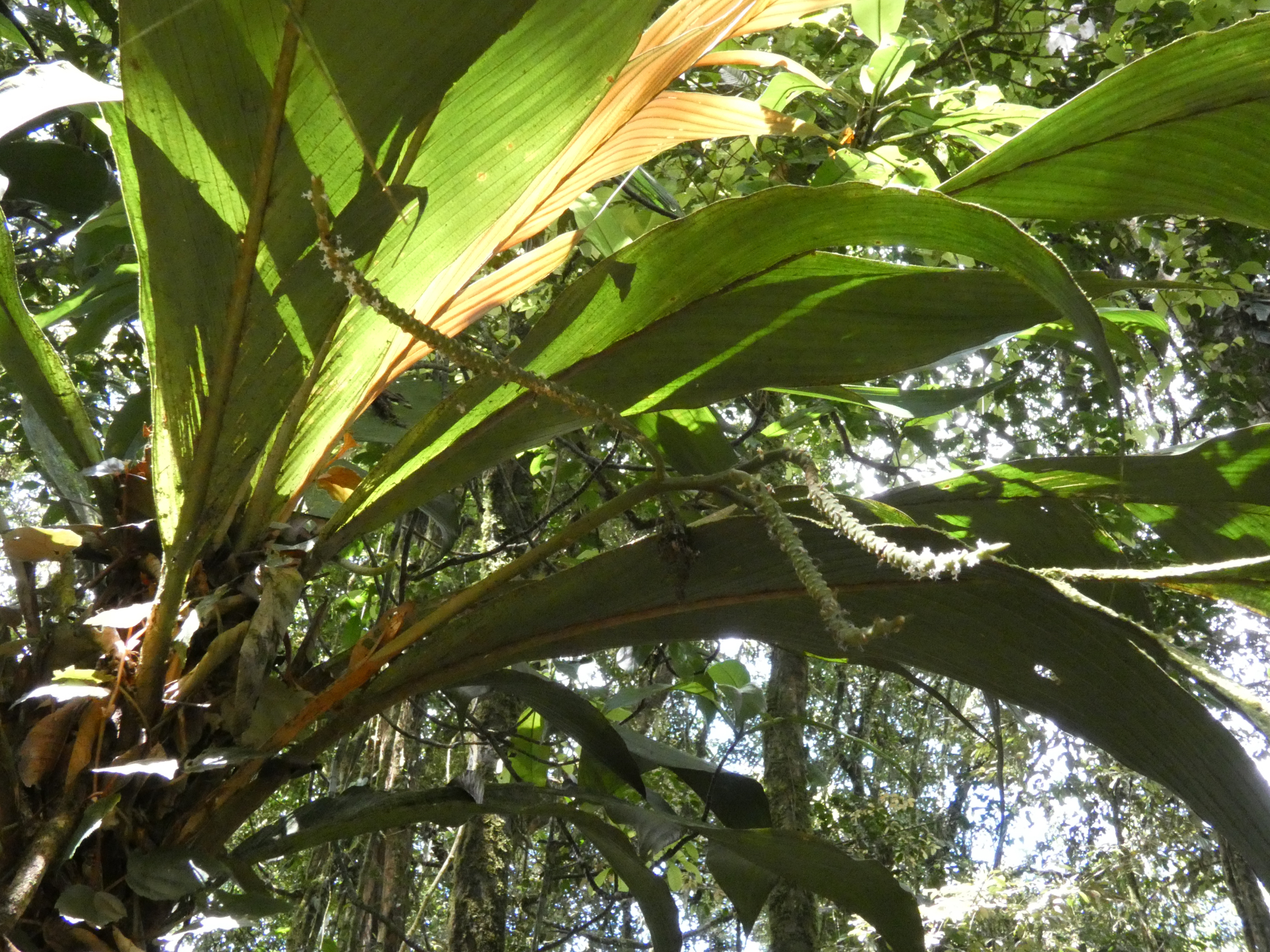 Geonoma umbraculiformis Wess.Boer - Photo Bivouac Naturaliste