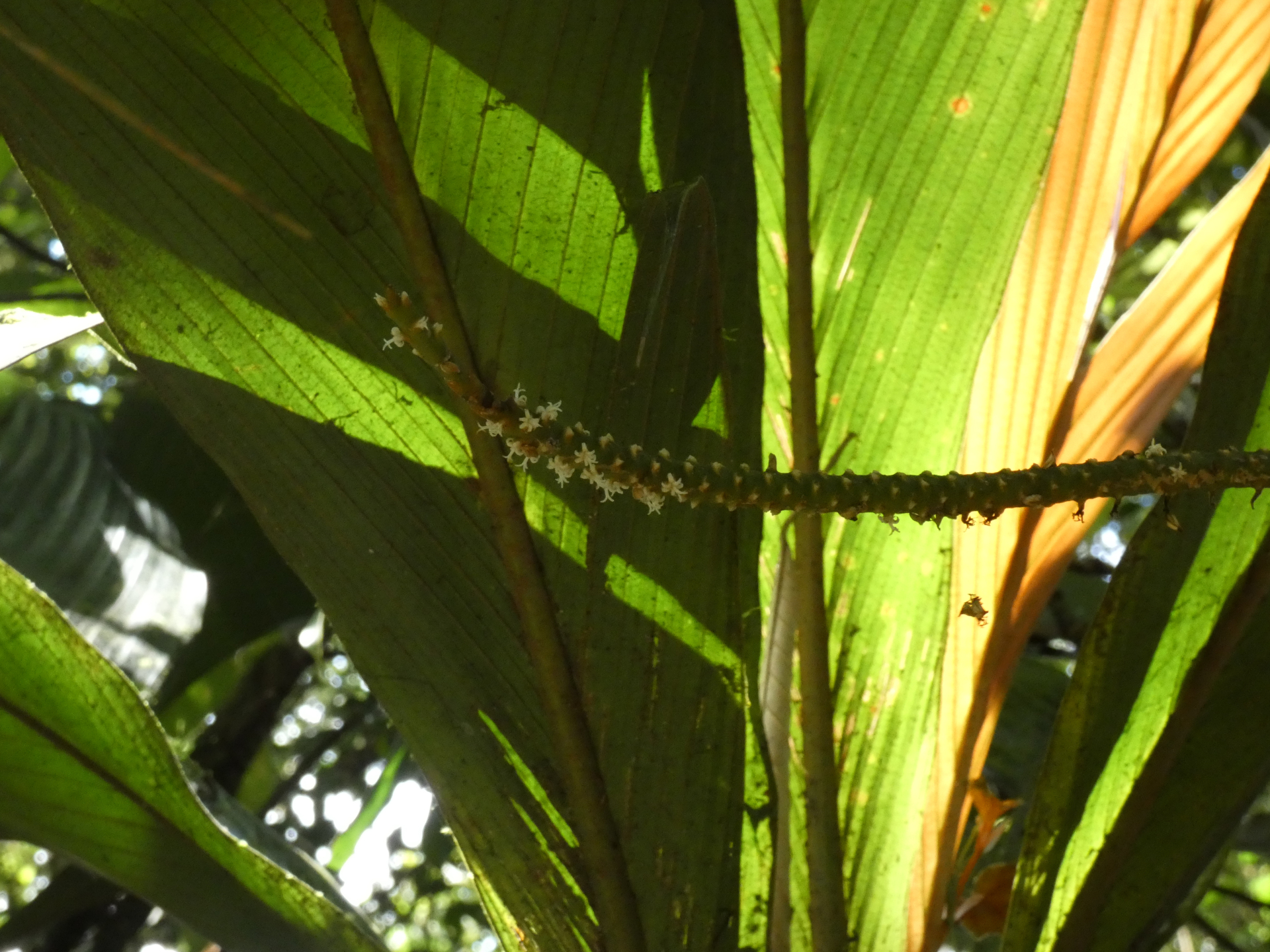Geonoma umbraculiformis Wess.Boer - Photo Bivouac Naturaliste