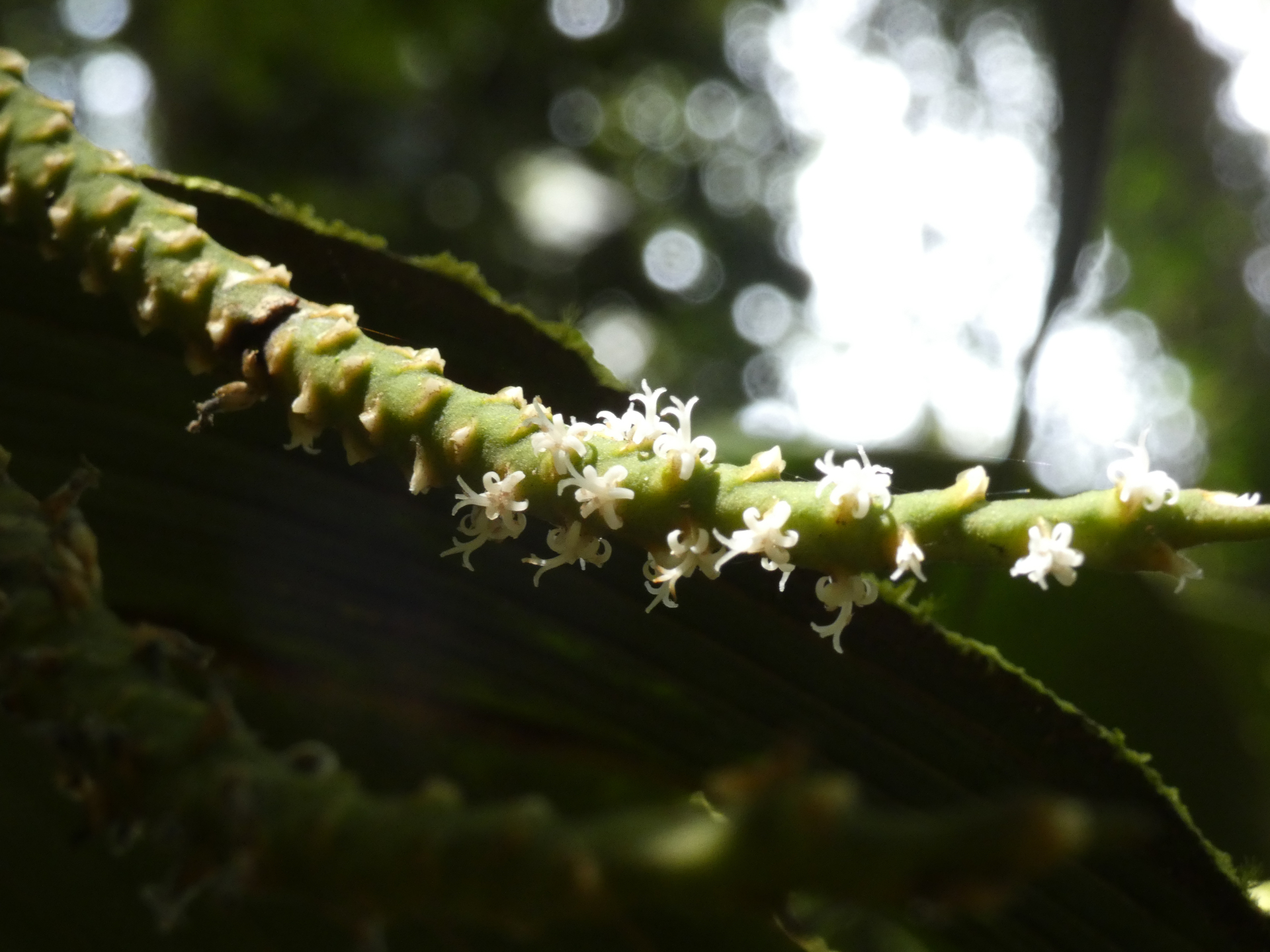 Geonoma umbraculiformis Wess.Boer - Photo Bivouac Naturaliste