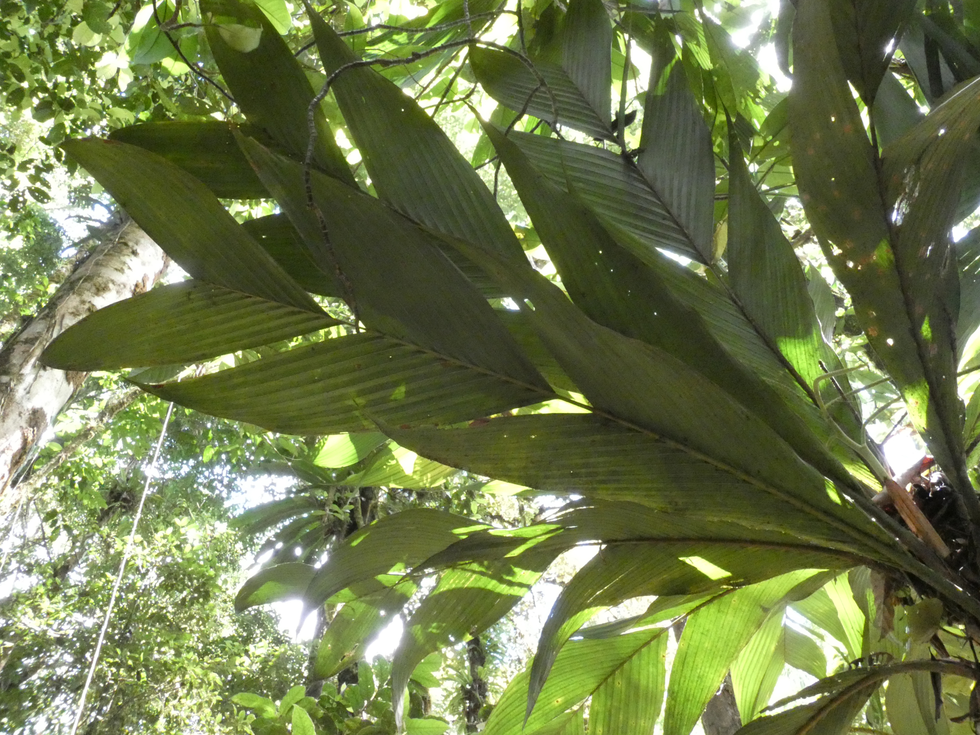 Geonoma umbraculiformis Wess.Boer - Photo Bivouac Naturaliste