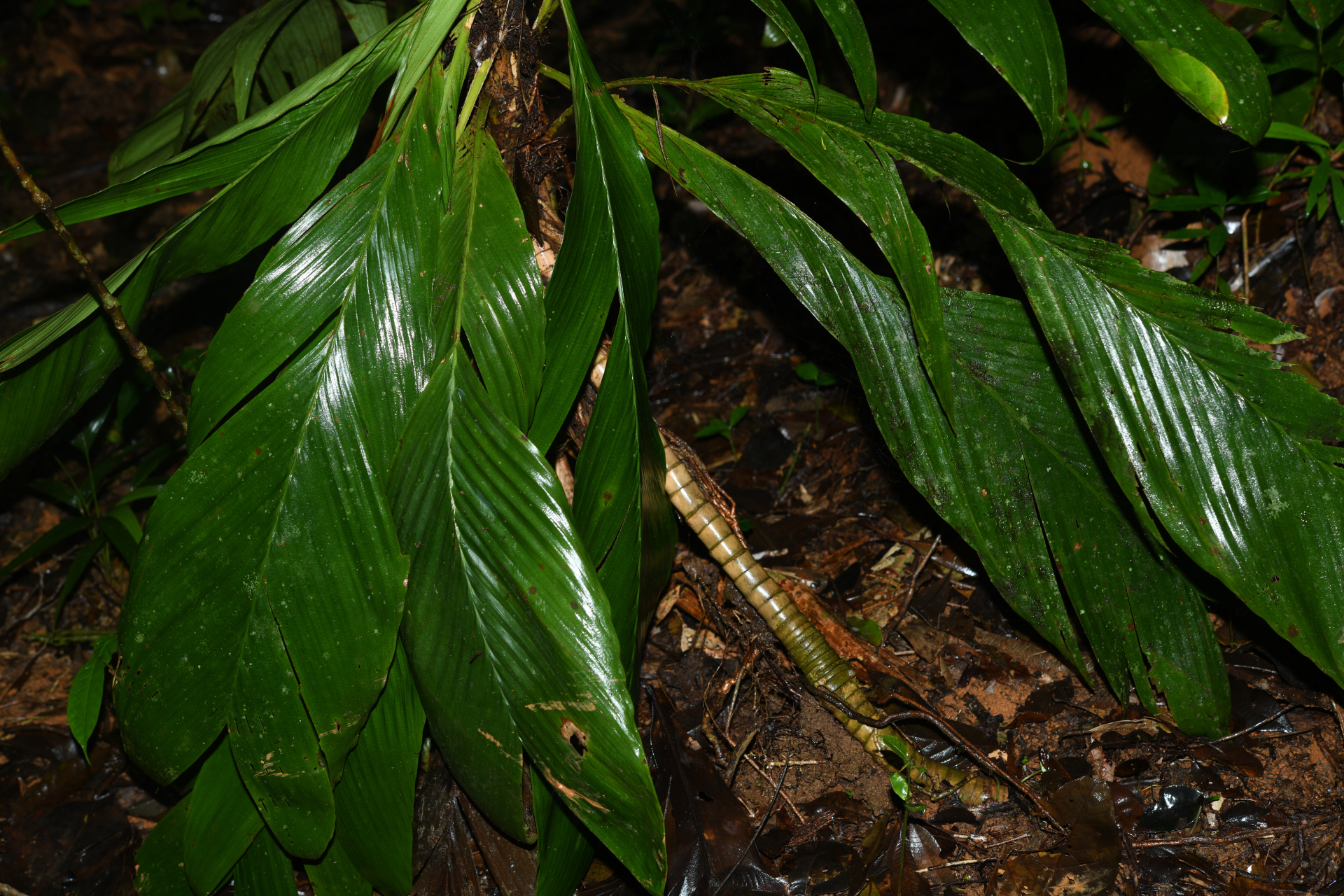 Geonoma umbraculiformis Wess.Boer - Photo Bivouac Naturaliste