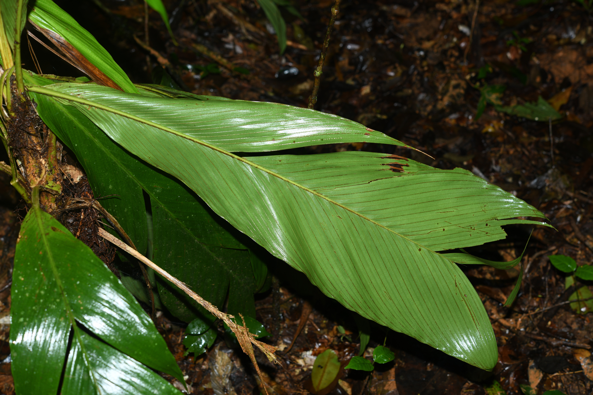 Geonoma umbraculiformis Wess.Boer - Photo Bivouac Naturaliste