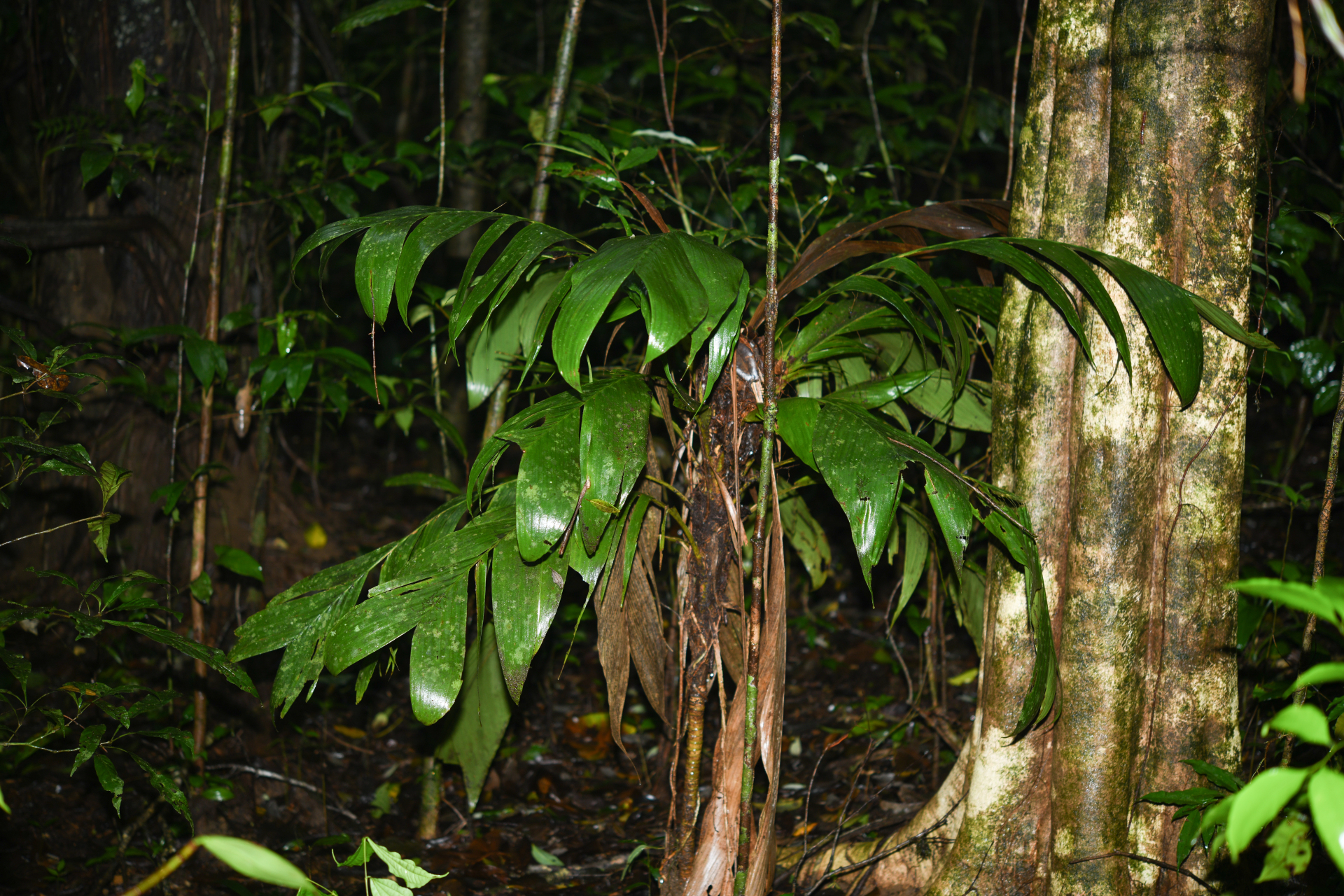 Geonoma umbraculiformis Wess.Boer - Photo Bivouac Naturaliste