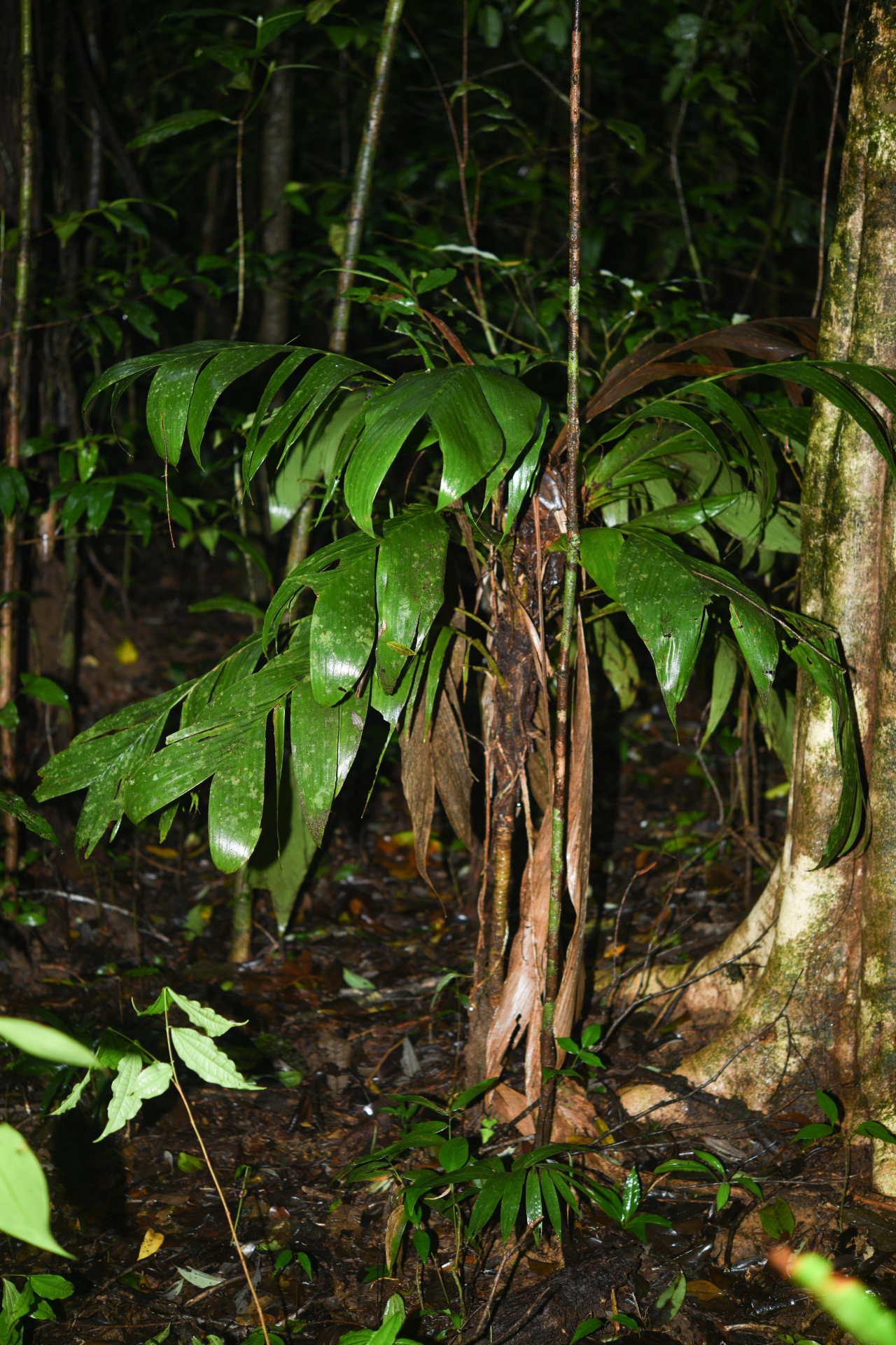 Geonoma umbraculiformis Wess.Boer - Photo Bivouac Naturaliste
