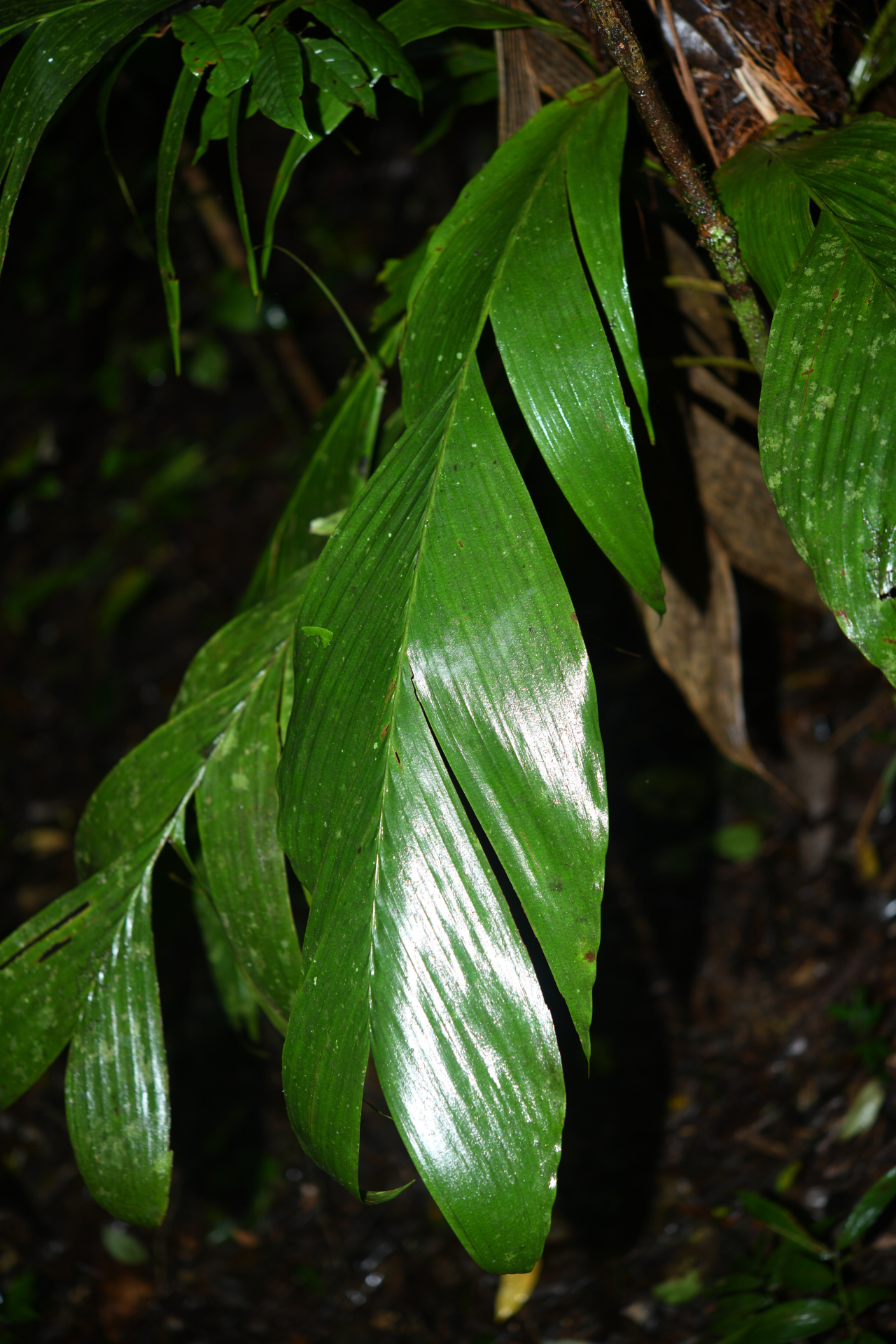 Geonoma umbraculiformis Wess.Boer - Photo Bivouac Naturaliste
