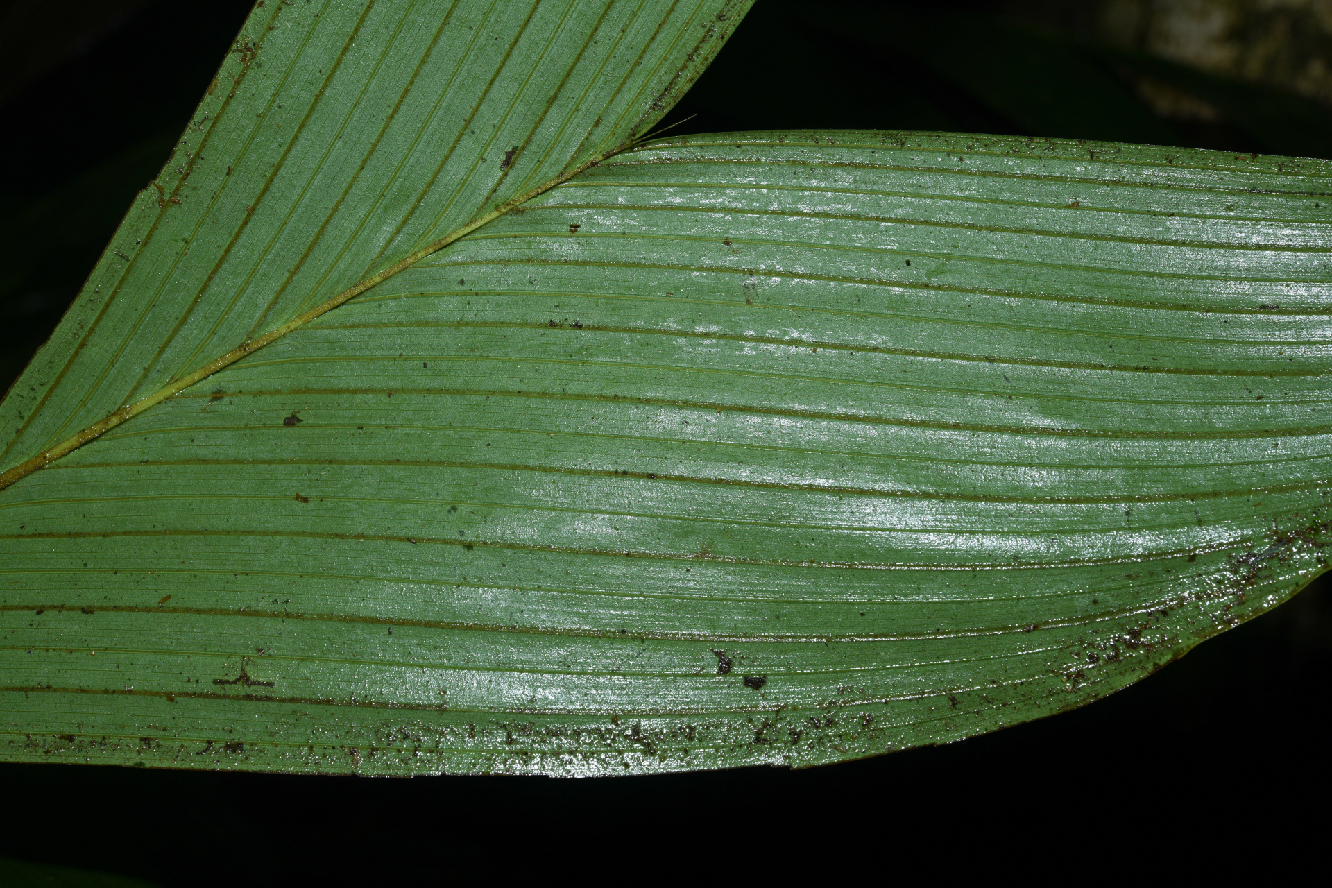 Geonoma umbraculiformis Wess.Boer - Photo Bivouac Naturaliste