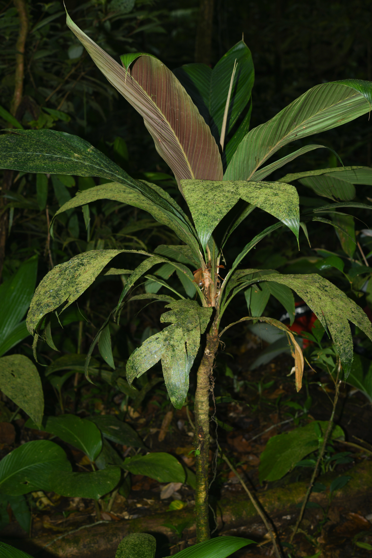 Geonoma umbraculiformis Wess.Boer - Photo Bivouac Naturaliste