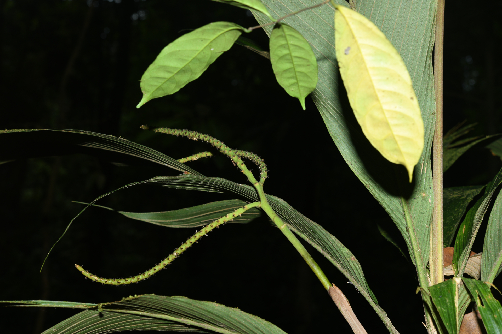 Geonoma umbraculiformis Wess.Boer - Photo Bivouac Naturaliste