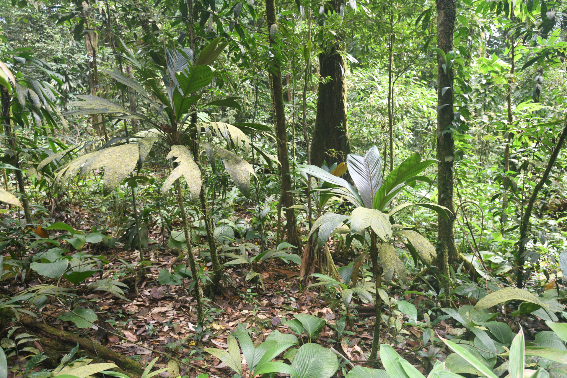 Geonoma umbraculiformis Wess.Boer - Photo Bivouac Naturaliste