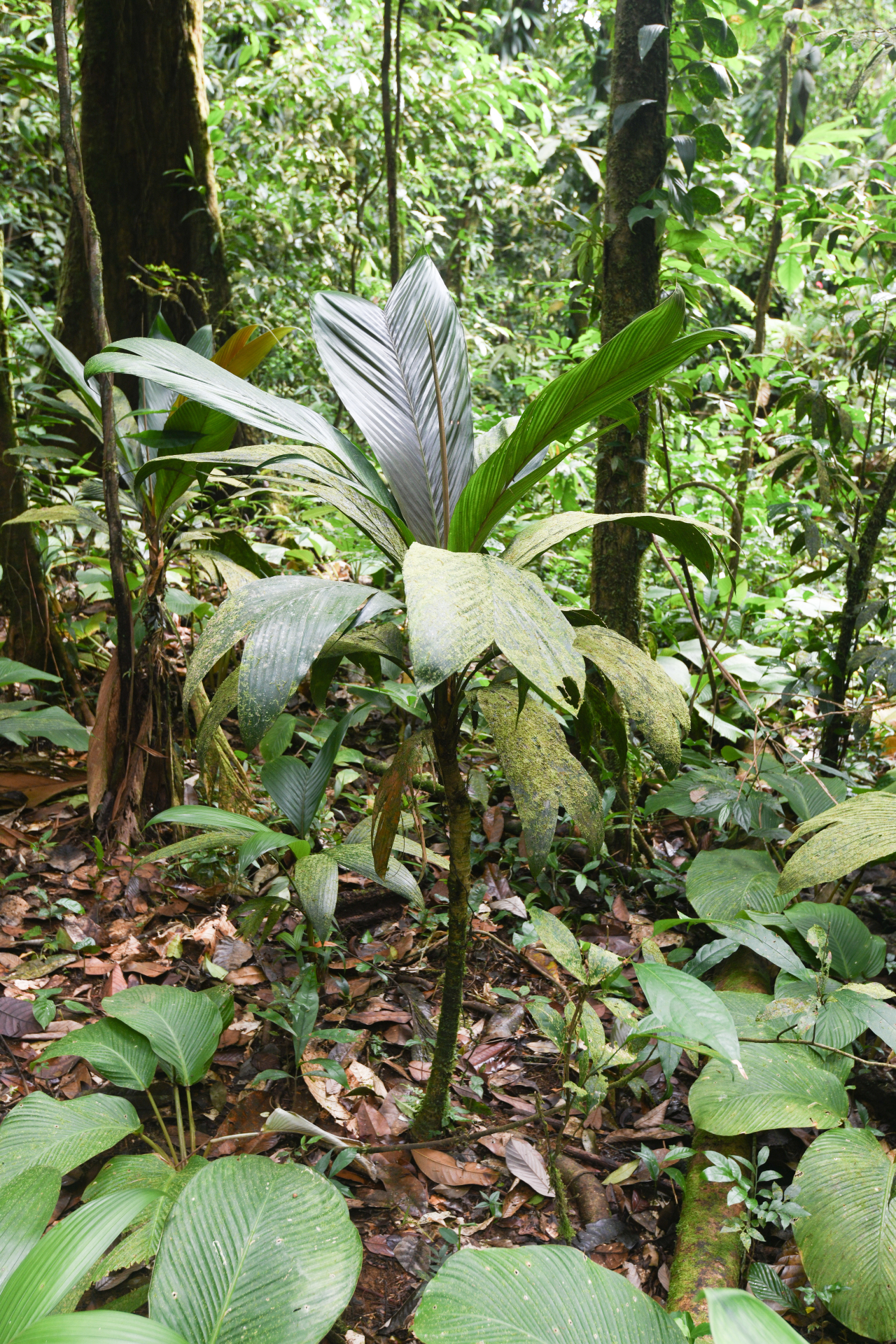 Geonoma umbraculiformis Wess.Boer - Photo Bivouac Naturaliste