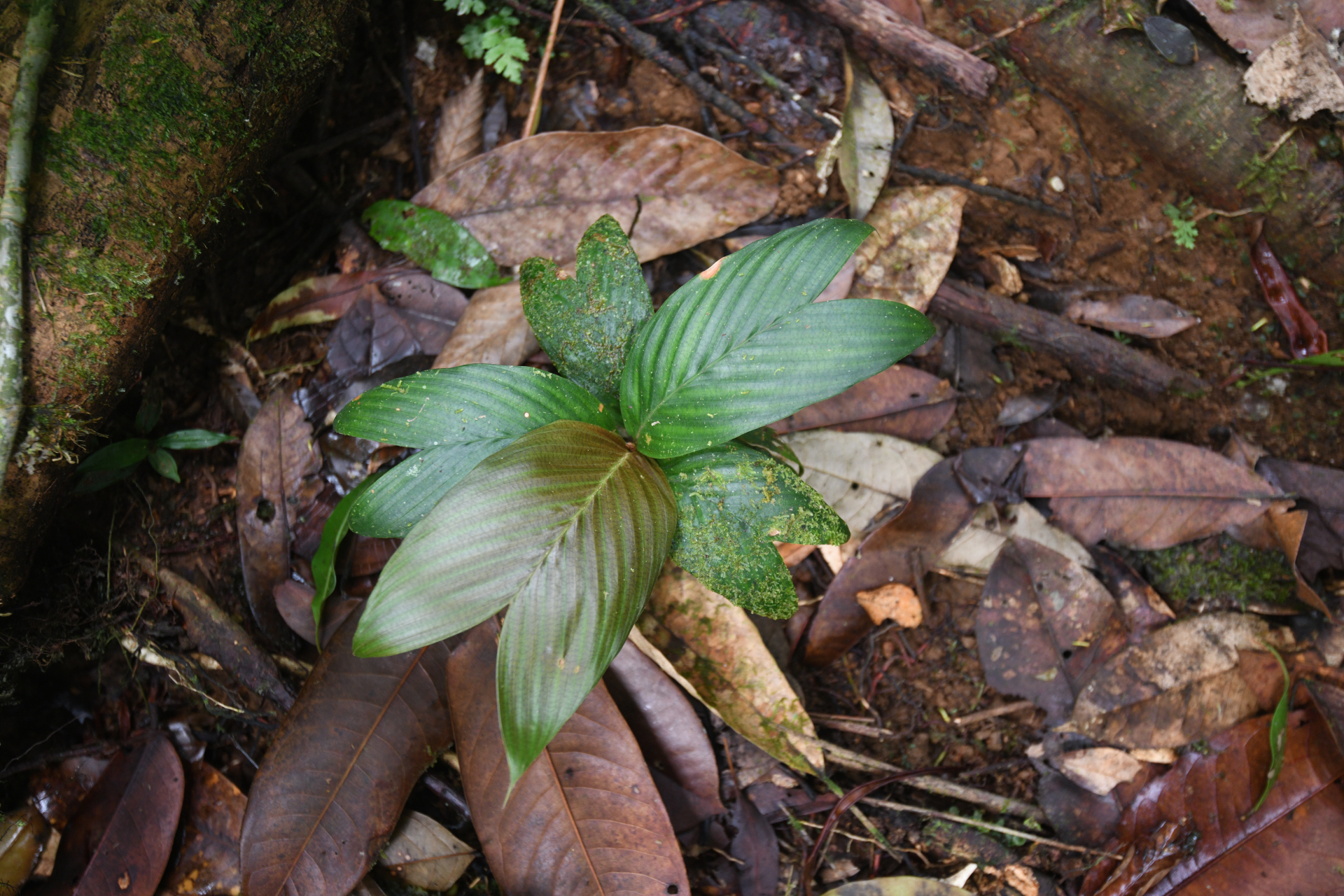 Geonoma umbraculiformis Wess.Boer - Photo Bivouac Naturaliste