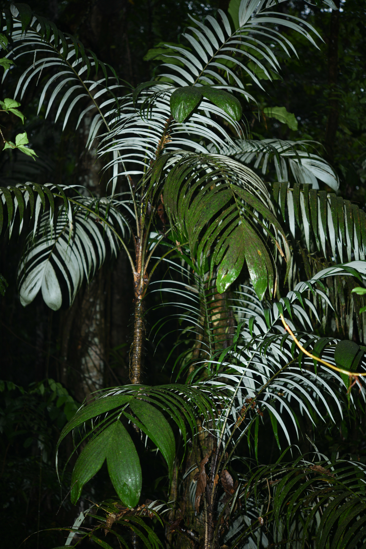 Astrocaryum aculeatum G.Mey. - Photo Bivouac Naturaliste