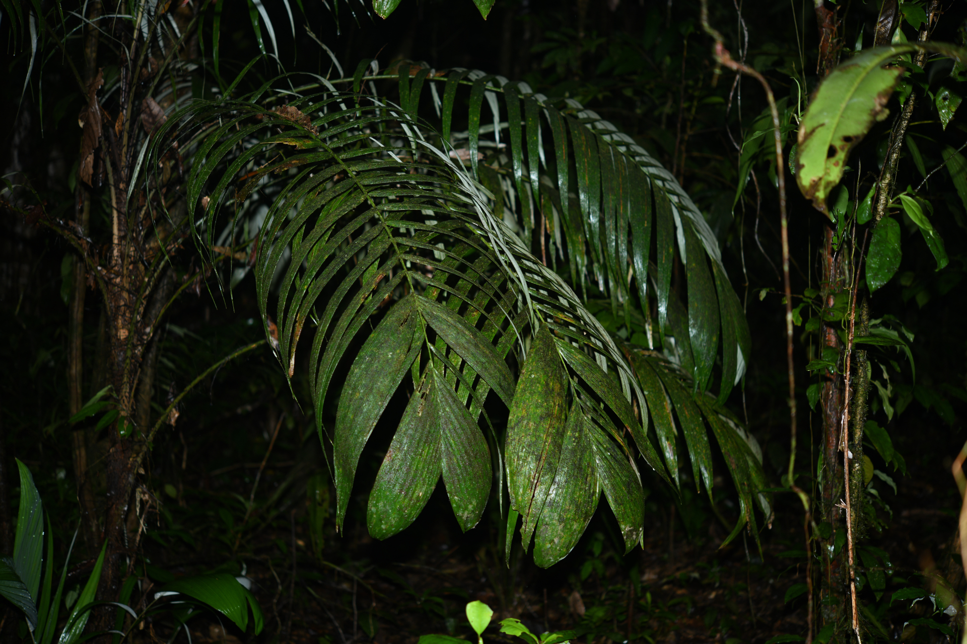 Astrocaryum aculeatum G.Mey. - Photo Bivouac Naturaliste