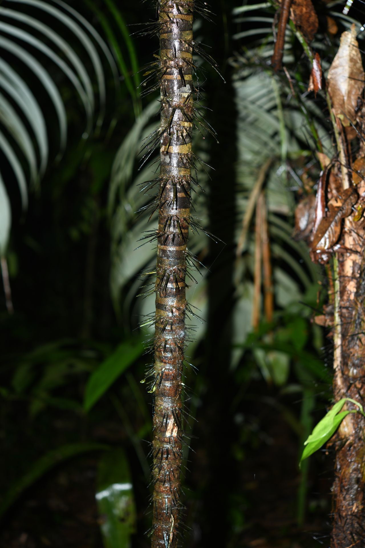 Astrocaryum aculeatum G.Mey. - Photo Bivouac Naturaliste