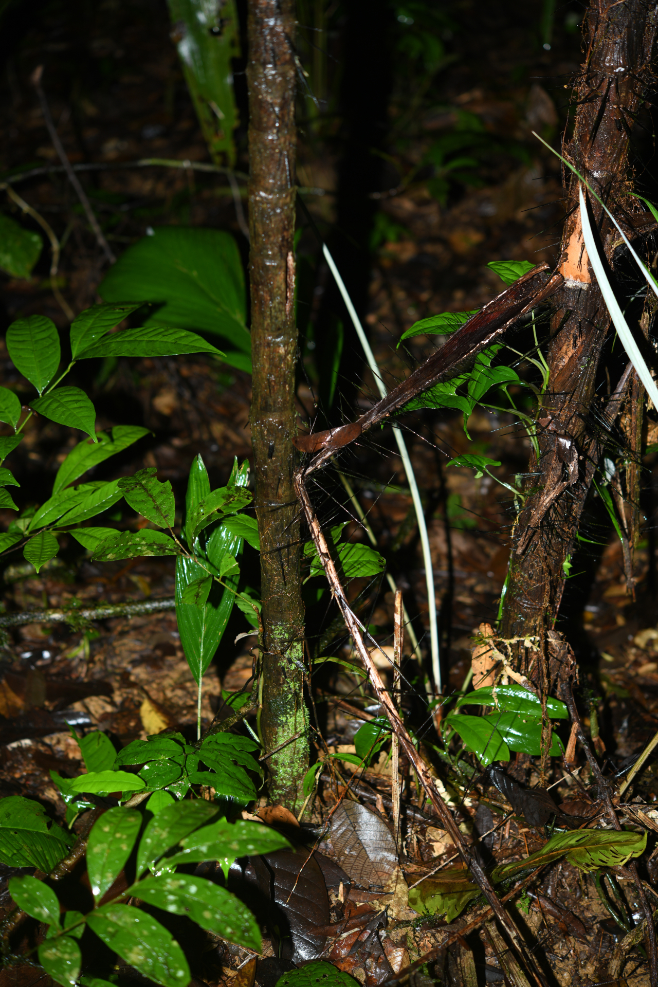 Astrocaryum aculeatum G.Mey. - Photo Bivouac Naturaliste