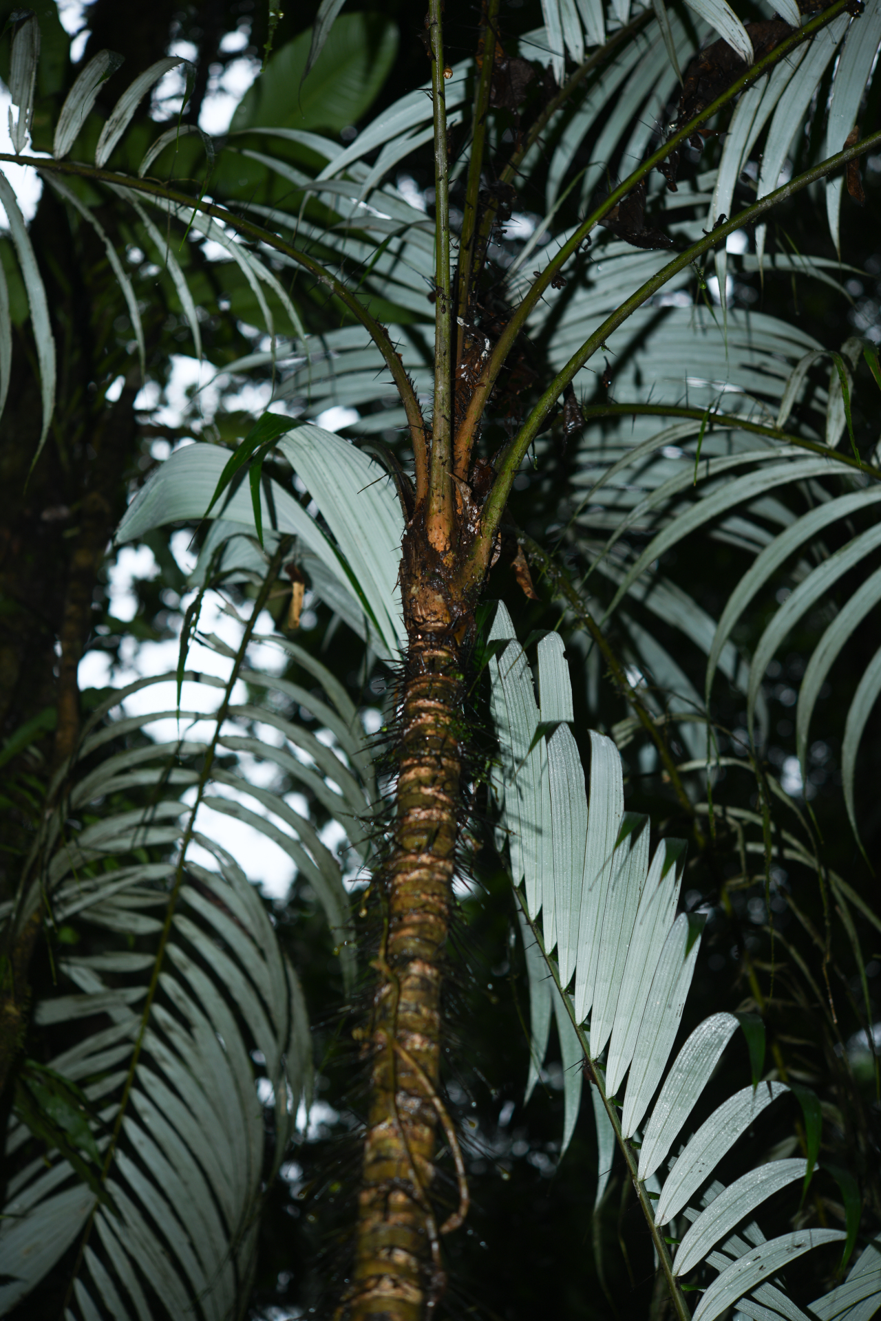 Astrocaryum aculeatum G.Mey. - Photo Bivouac Naturaliste