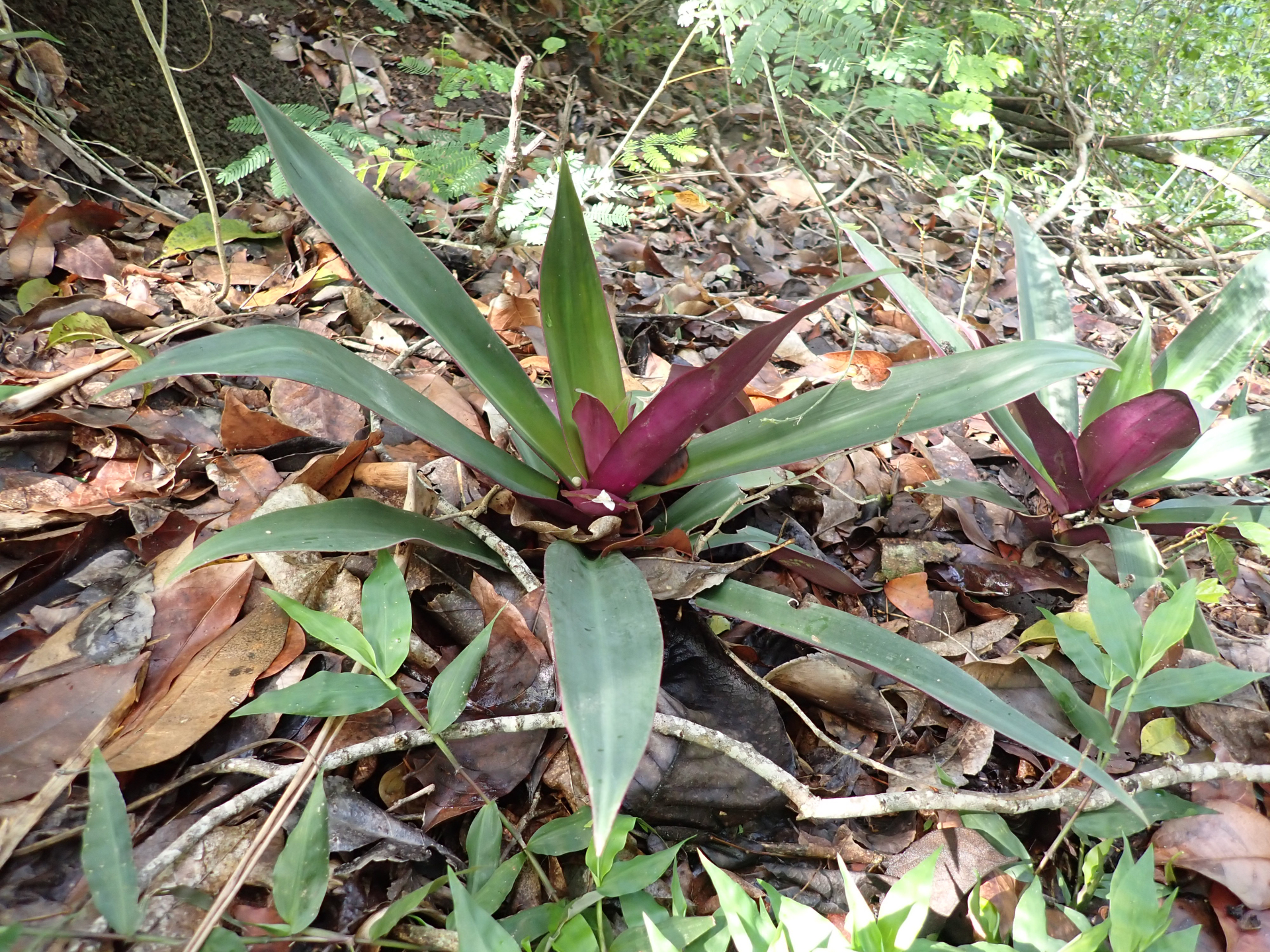 Tradescantia spathacea Sw. - Photo Bivouac Naturaliste