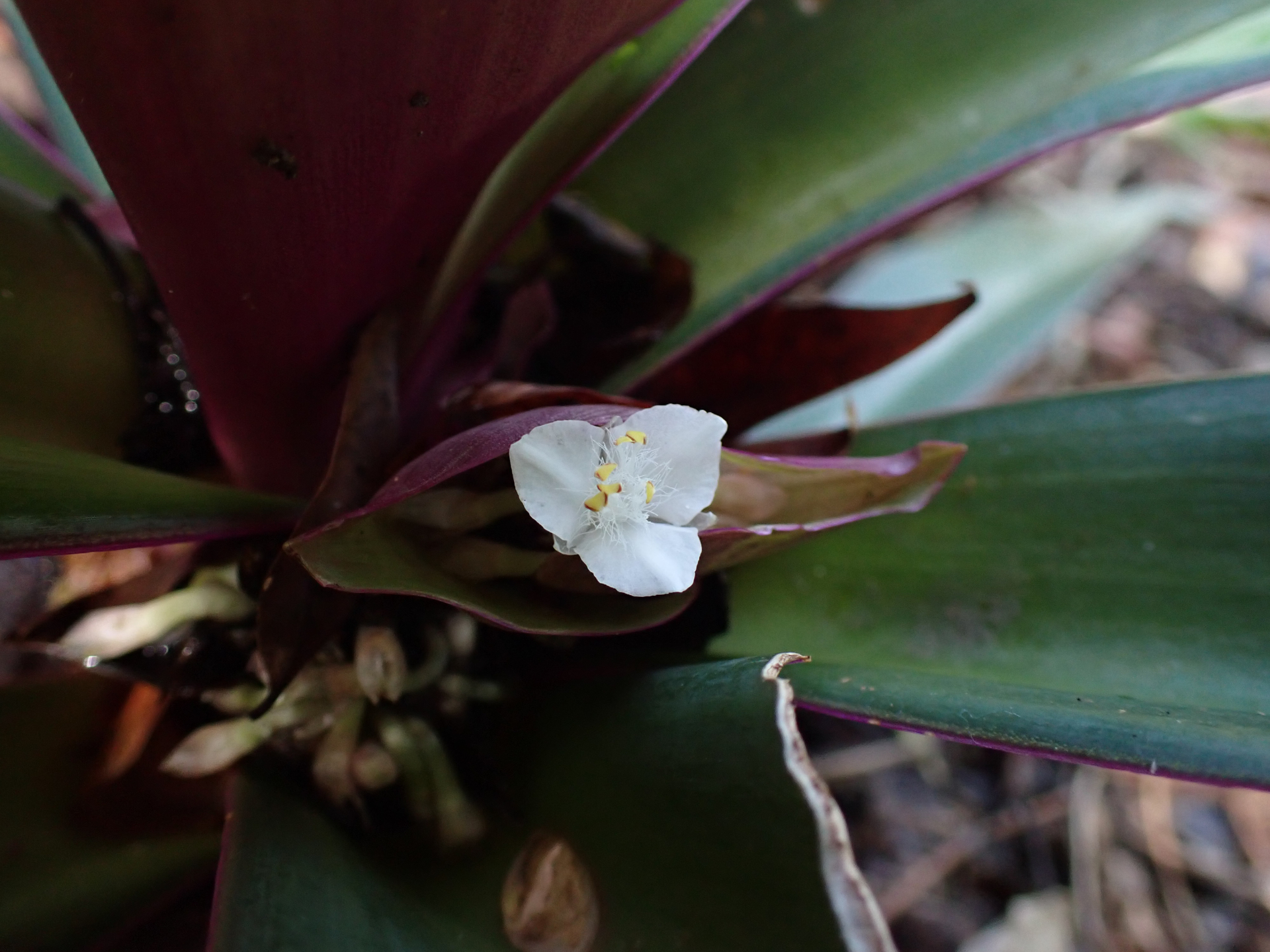 Tradescantia spathacea Sw. - Photo Bivouac Naturaliste