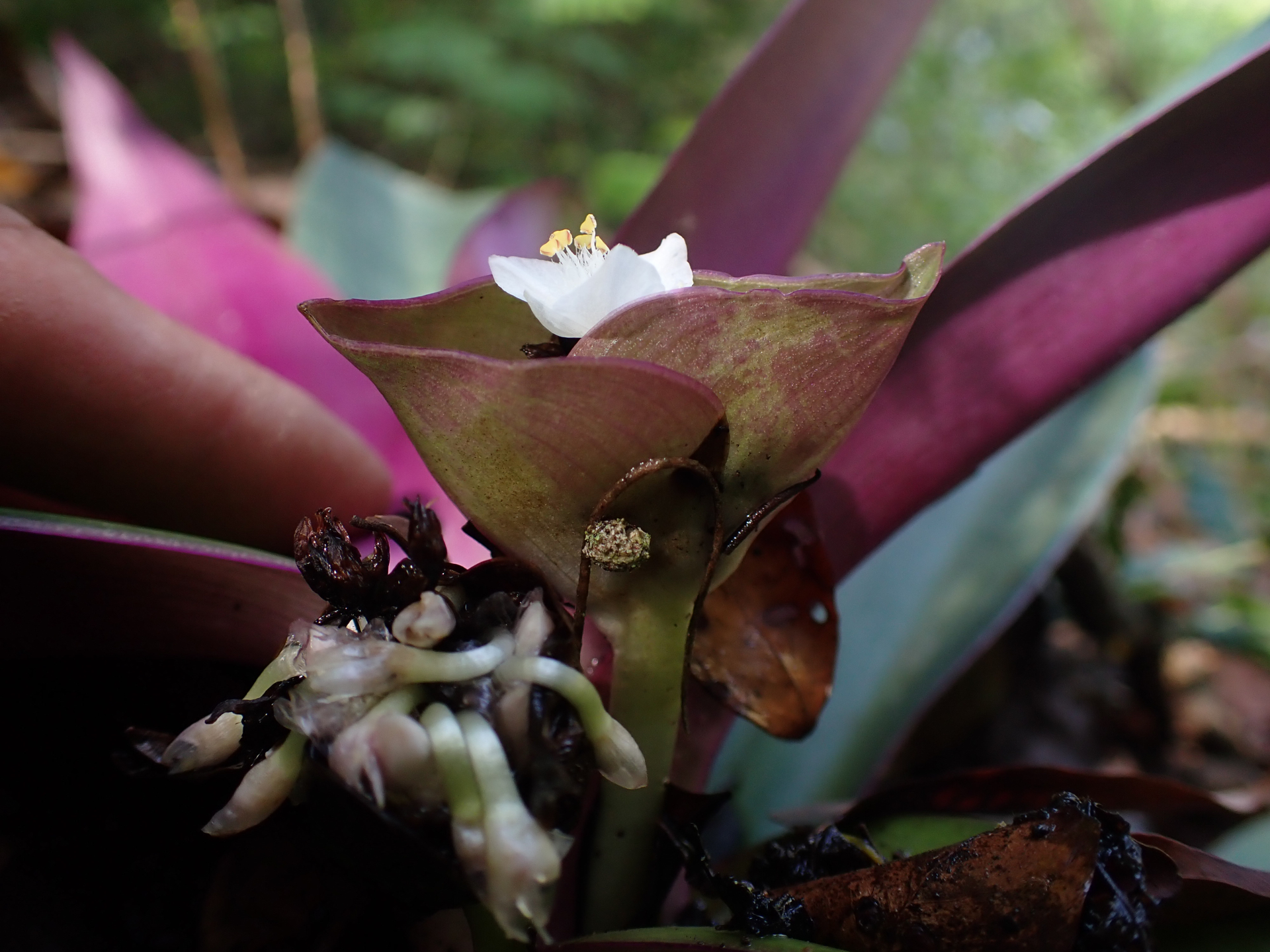 Tradescantia spathacea Sw. - Photo Bivouac Naturaliste