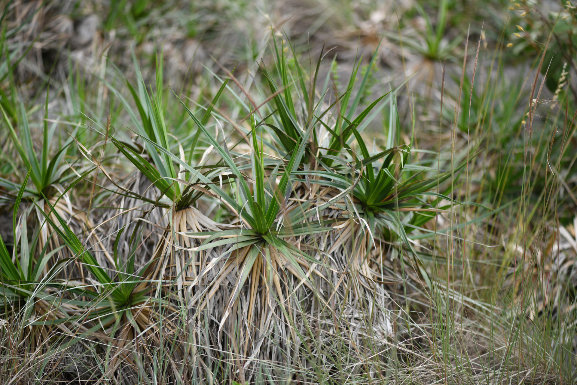 Vellozia intermedia Seub. - Photo Bivouac Naturaliste